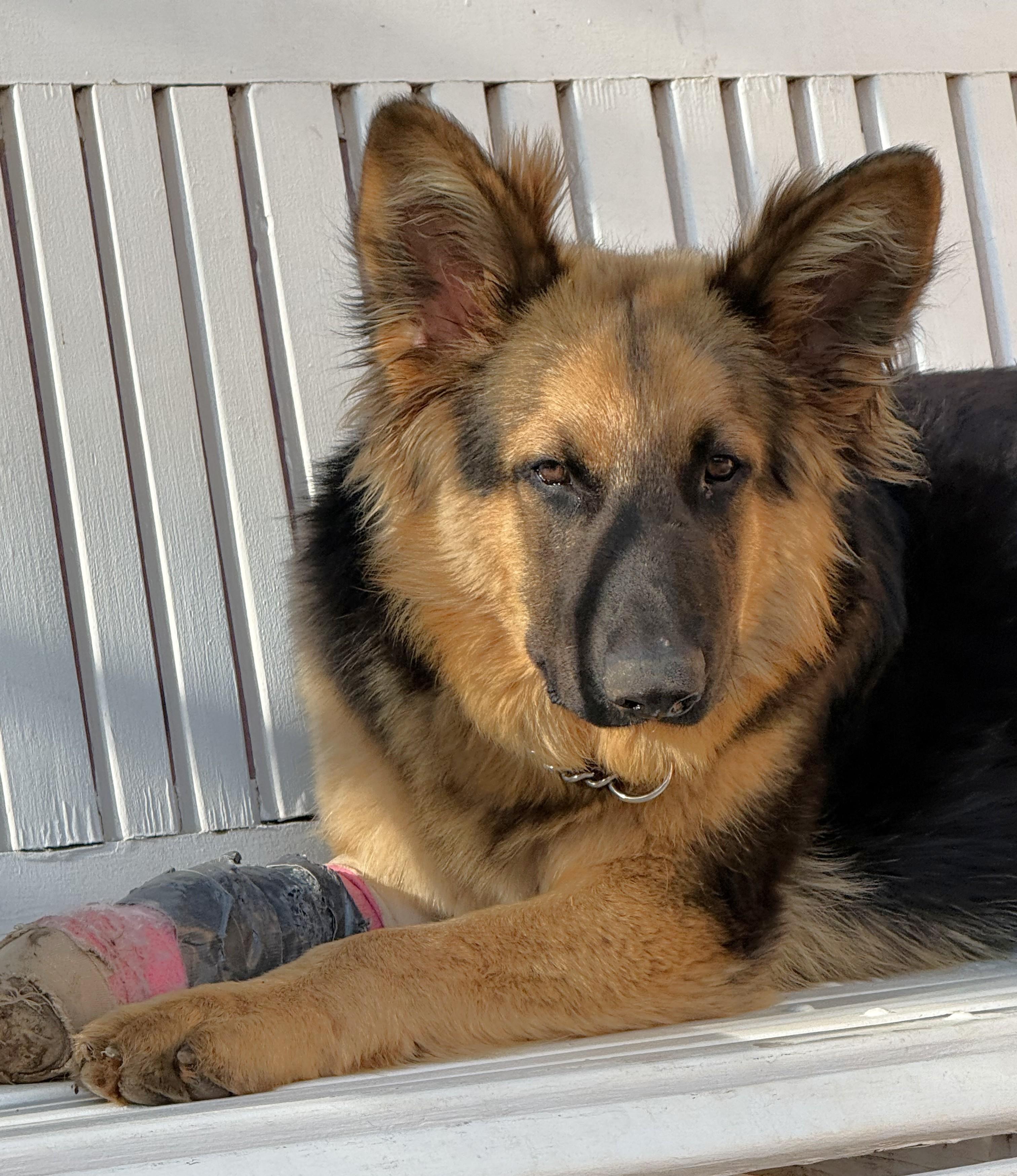 Enlarge Pringle, an adopted German Shepherd Dog in Dallas, TX image 4/6