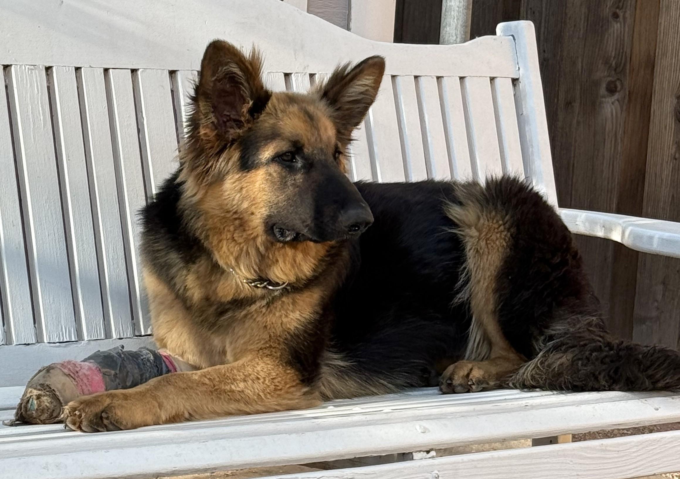 Enlarge Pringle, an adopted German Shepherd Dog in Dallas, TX image 2/6