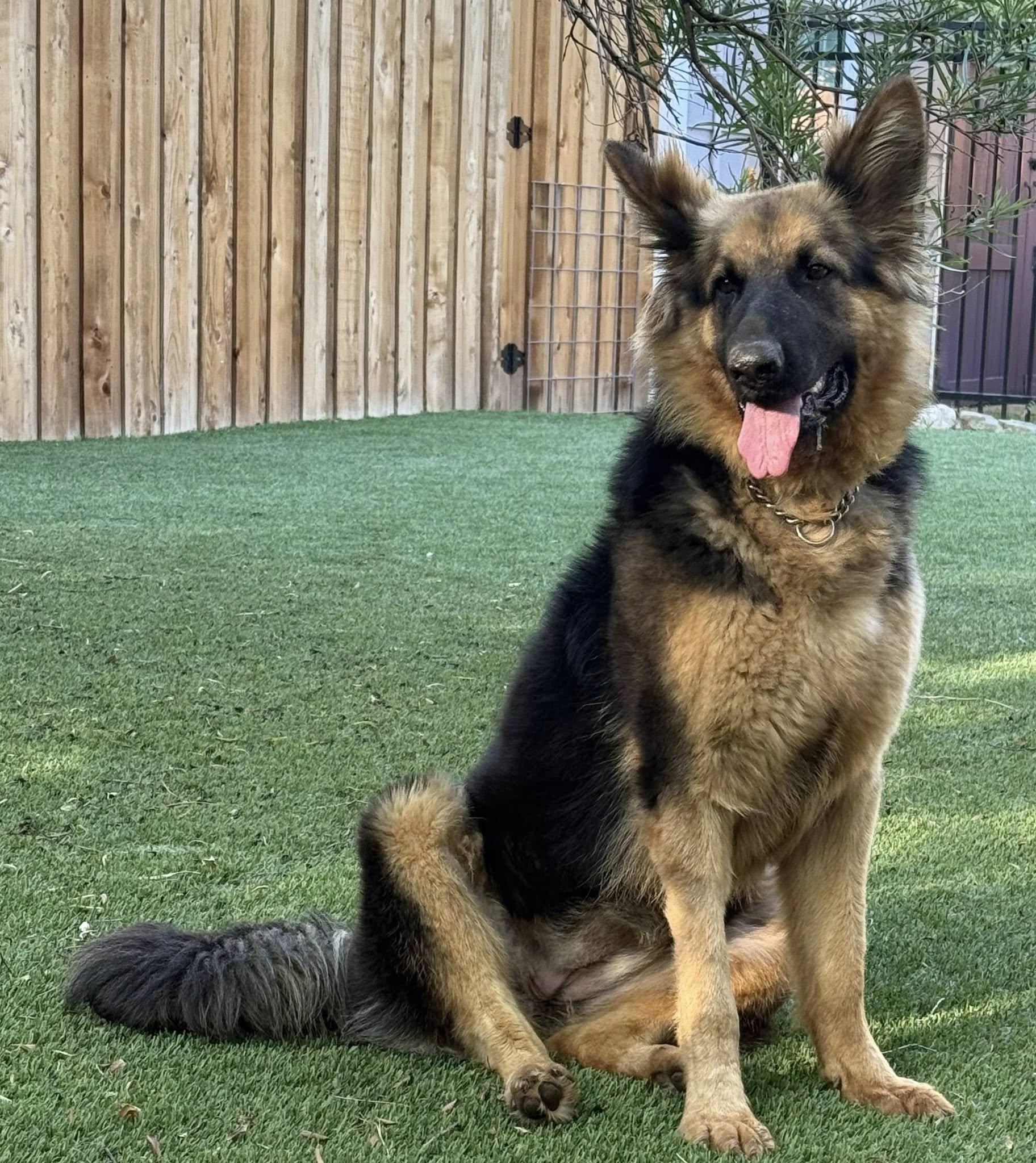 Pringle, an adoptable German Shepherd Dog in Dallas, TX image 1/6