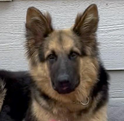 Enlarge Pringle, an adopted German Shepherd Dog in Dallas, TX image 6/6