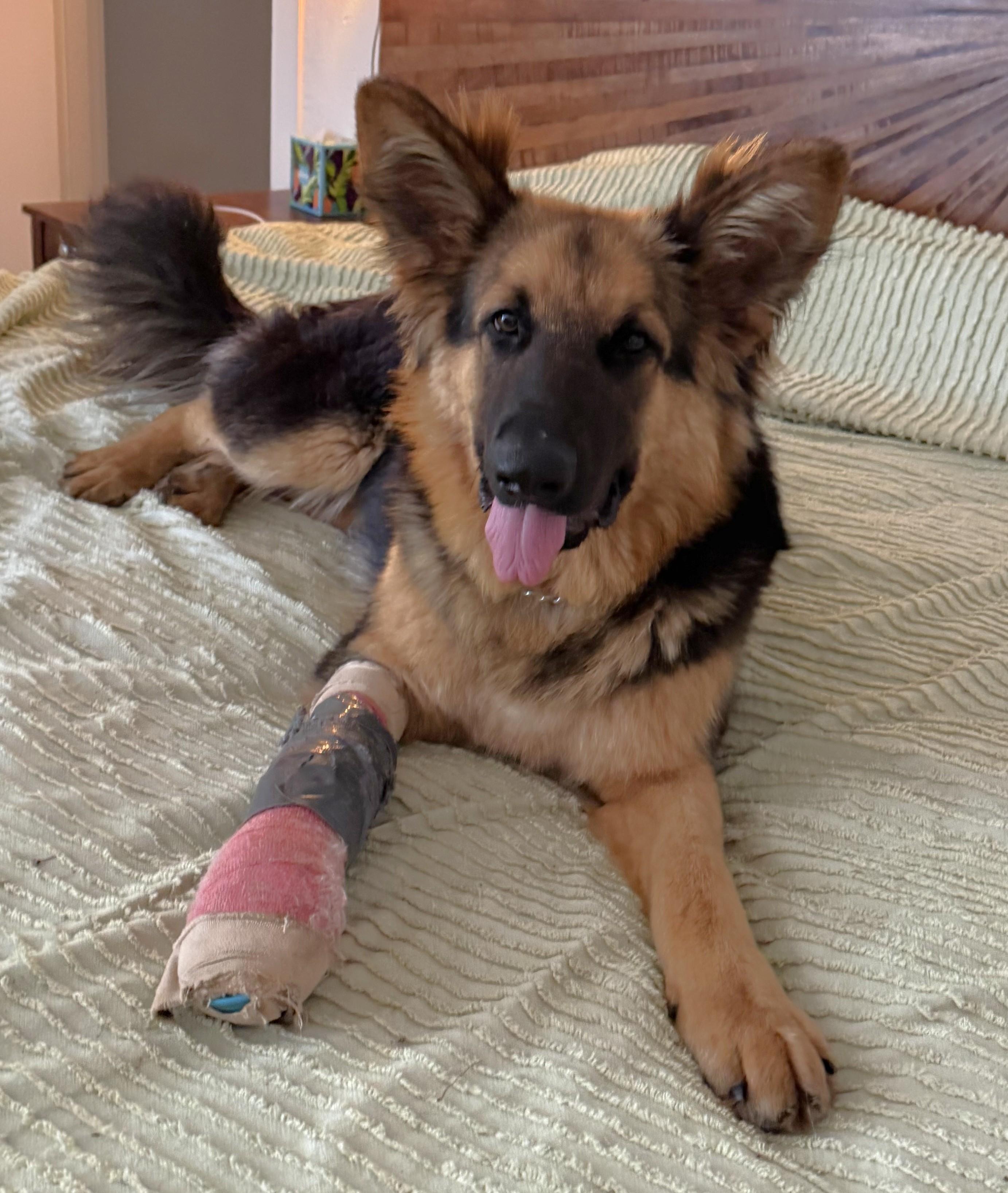 Enlarge Pringle, an adopted German Shepherd Dog in Dallas, TX image 1/6