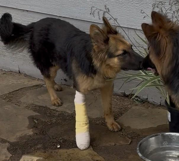 Enlarge Pringle, an adopted German Shepherd Dog in Dallas, TX image 3/6