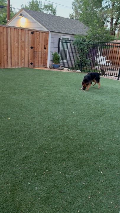 Enlarge Pringle, an adoptable German Shepherd Dog in Dallas, TX video 2/6