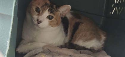 Cosmic, Adoptable, Adult Female Domestic Short Hair & Domestic Short Hair.