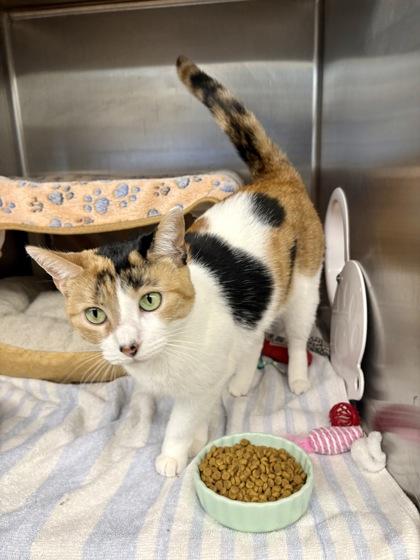 Enlarge Cosmic, a Adoptable mixed breed in Munster, IN image 2/2