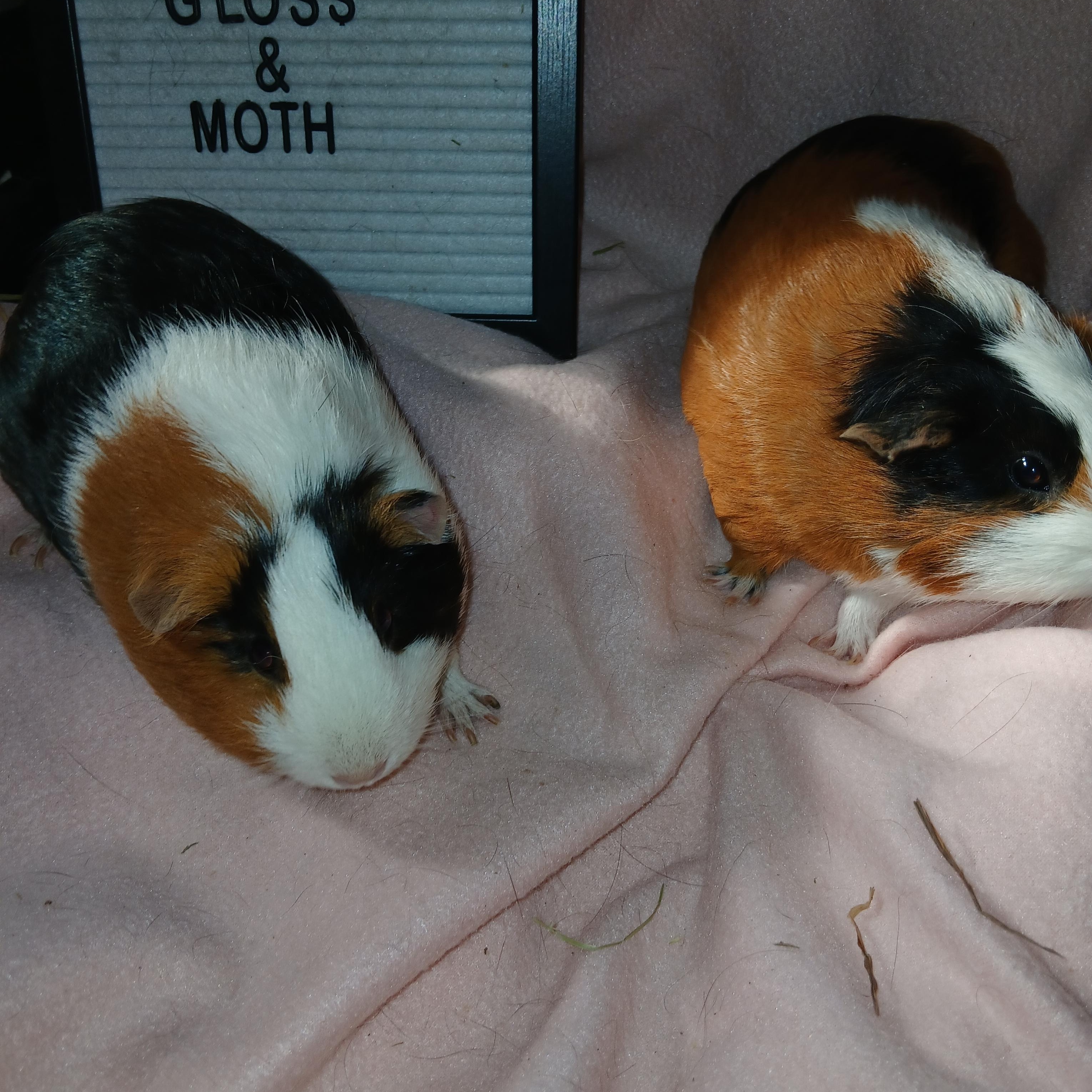 Moth and Gloss, a Adoptable Short-Haired in Dearborn, MO image 2/3