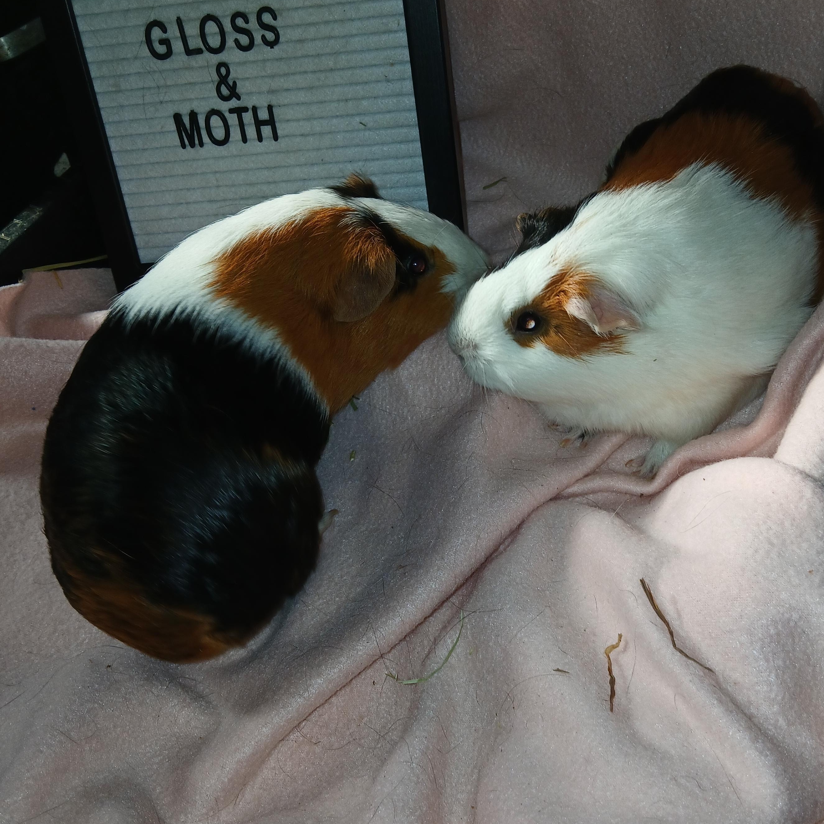 Moth and Gloss, a Adoptable Short-Haired in Dearborn, MO image 1/3