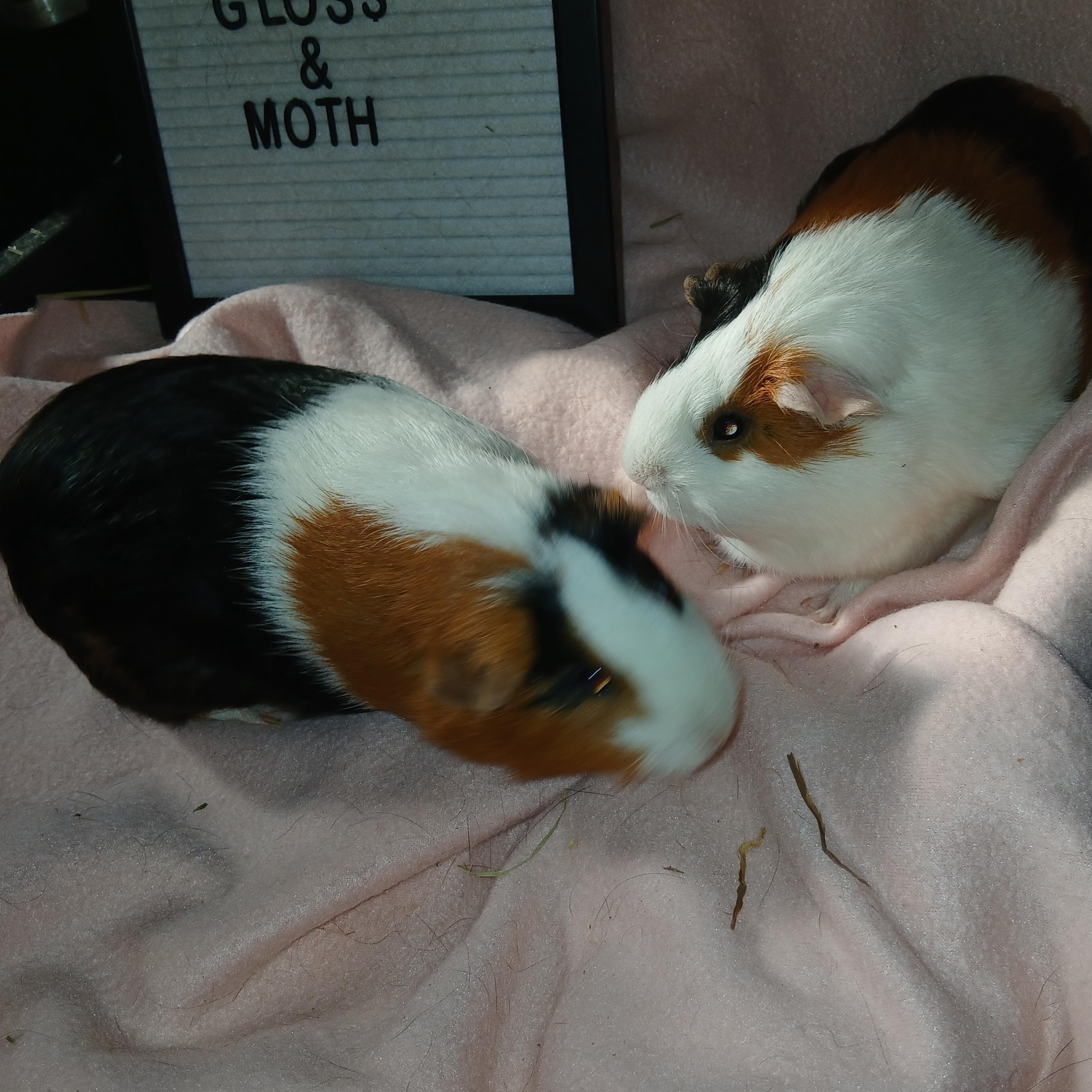 Moth and Gloss, a Adoptable Short-Haired in Dearborn, MO image 3/3