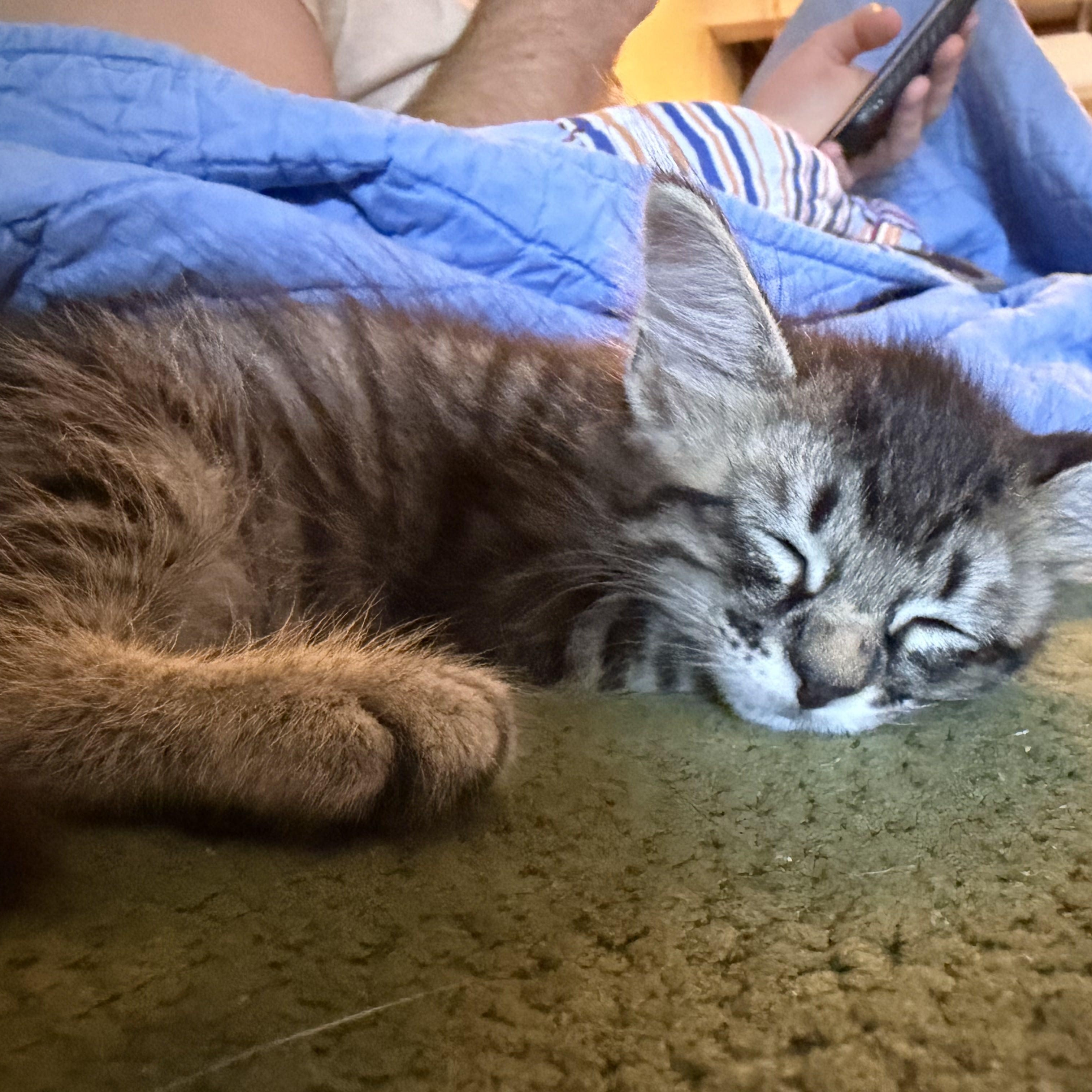 Enlarge Grackle, a Adopted Domestic Short Hair in Bryan, TX image 1/4