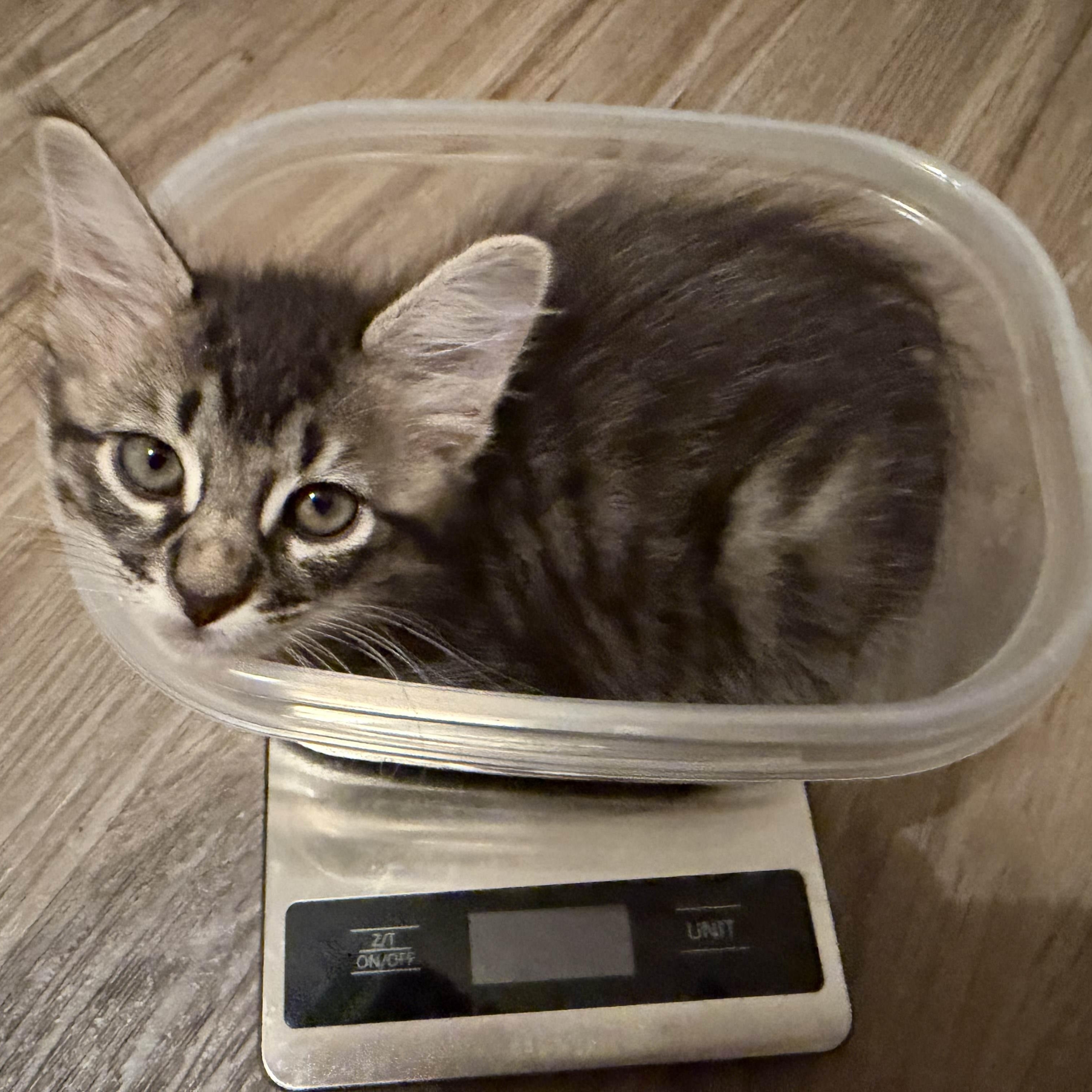 Enlarge Grackle, a Adopted Domestic Short Hair in Bryan, TX image 3/4