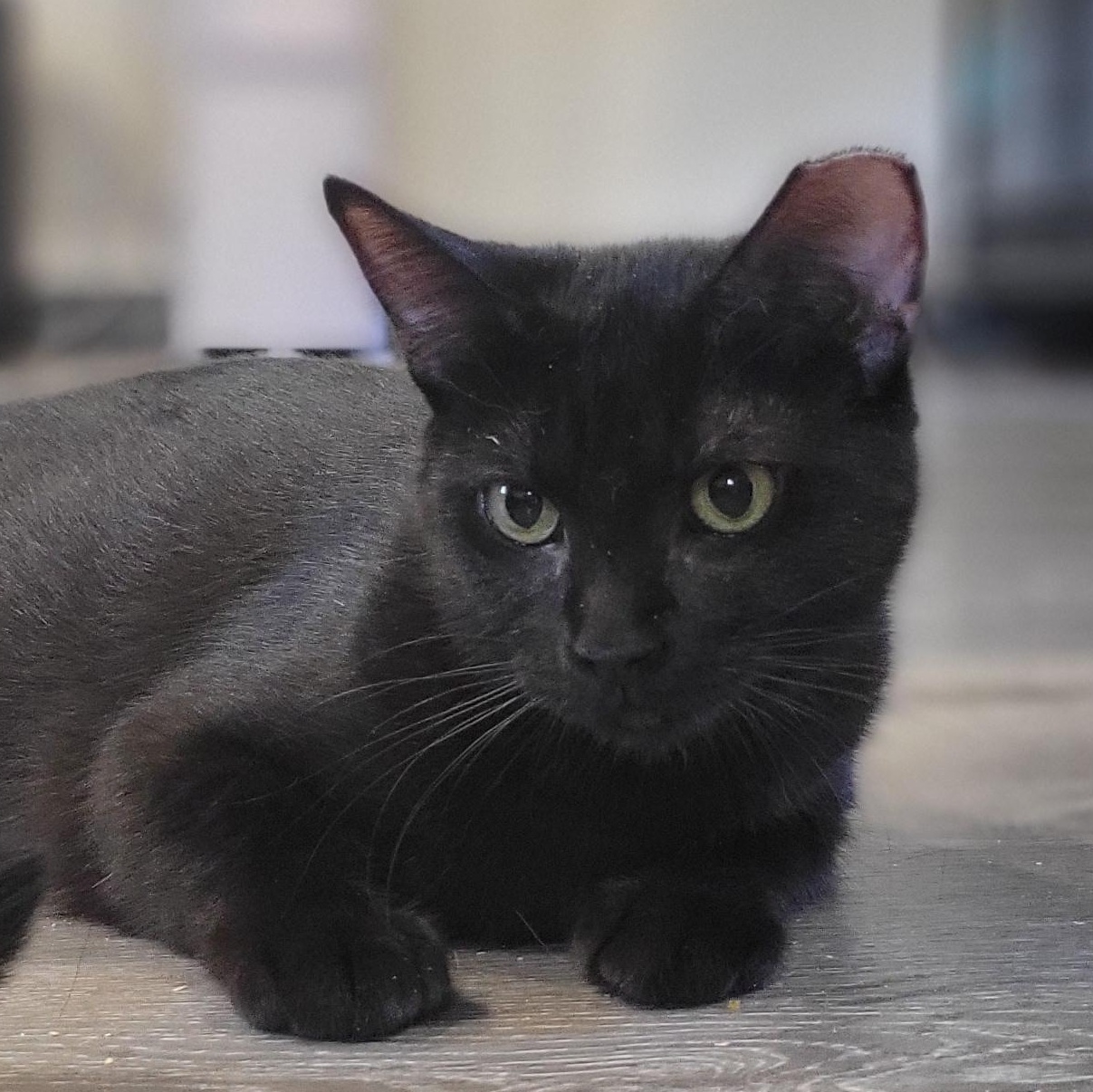 Cookie Crisp, Adoptable, Young Female Domestic Short Hair.