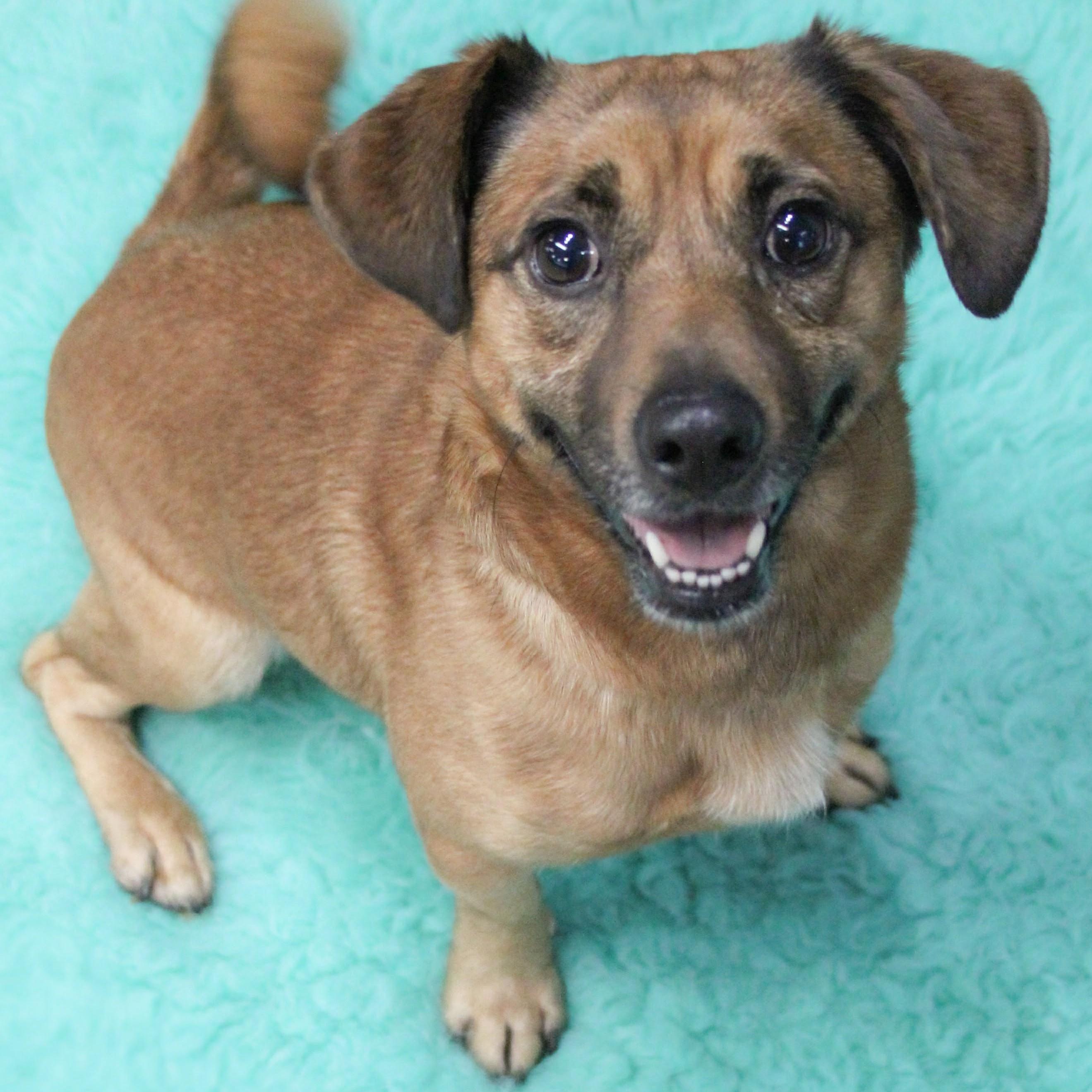 ARLO, Adoptable, Adult Male Jack Russell Terrier & Pug.