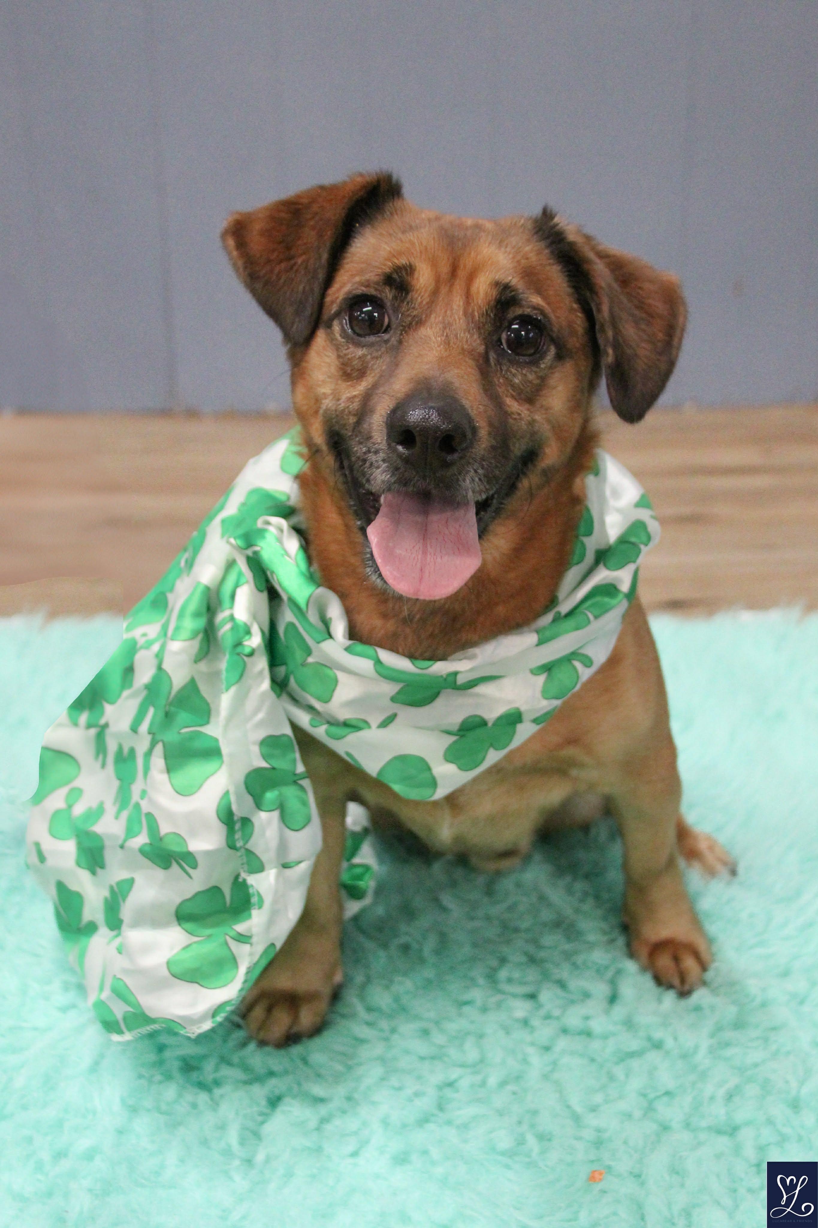 Enlarge ARLO, a Adoptable mixed breed in Rochester, NY image 3/6
