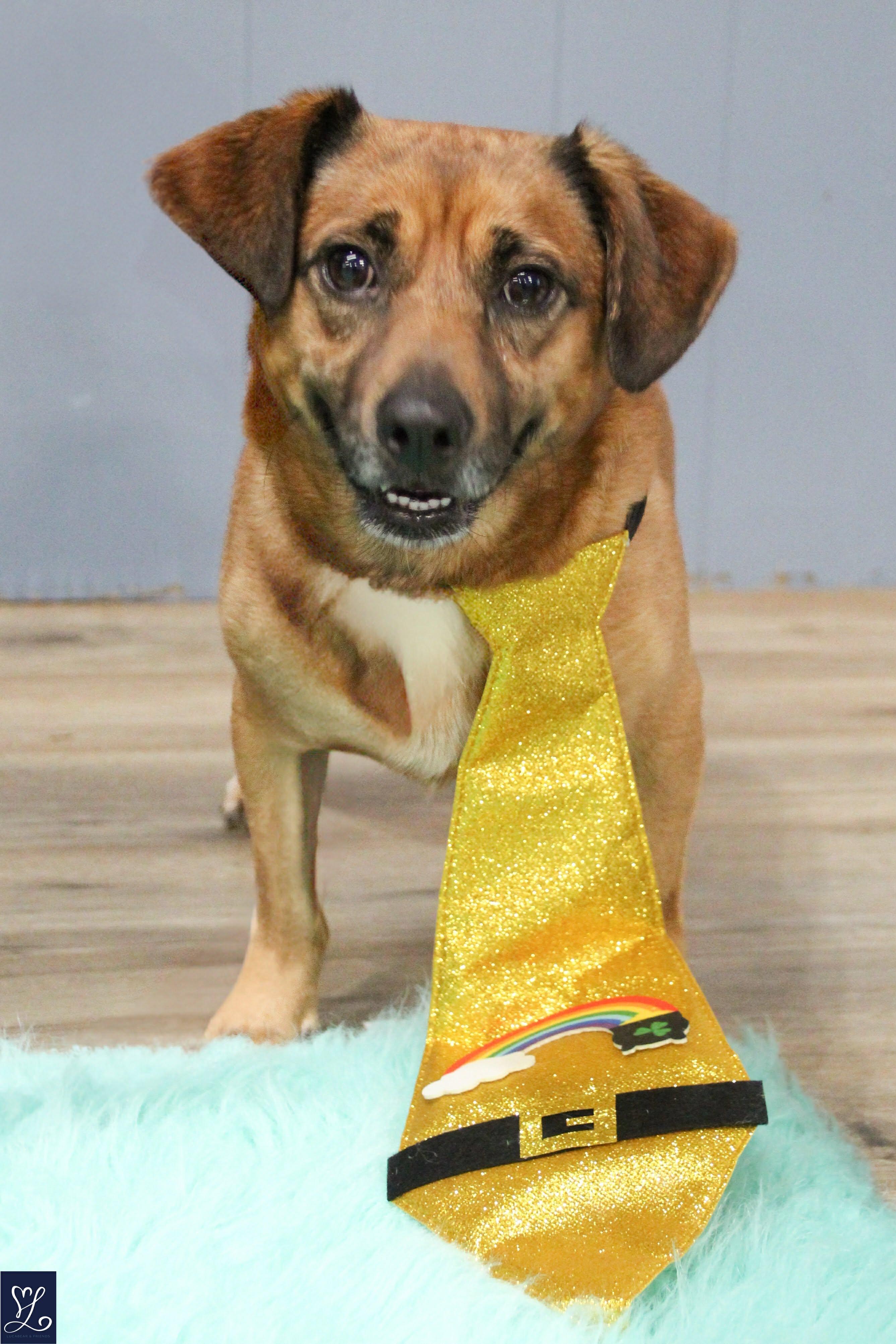 Enlarge ARLO, a Adoptable mixed breed in Rochester, NY image 2/6