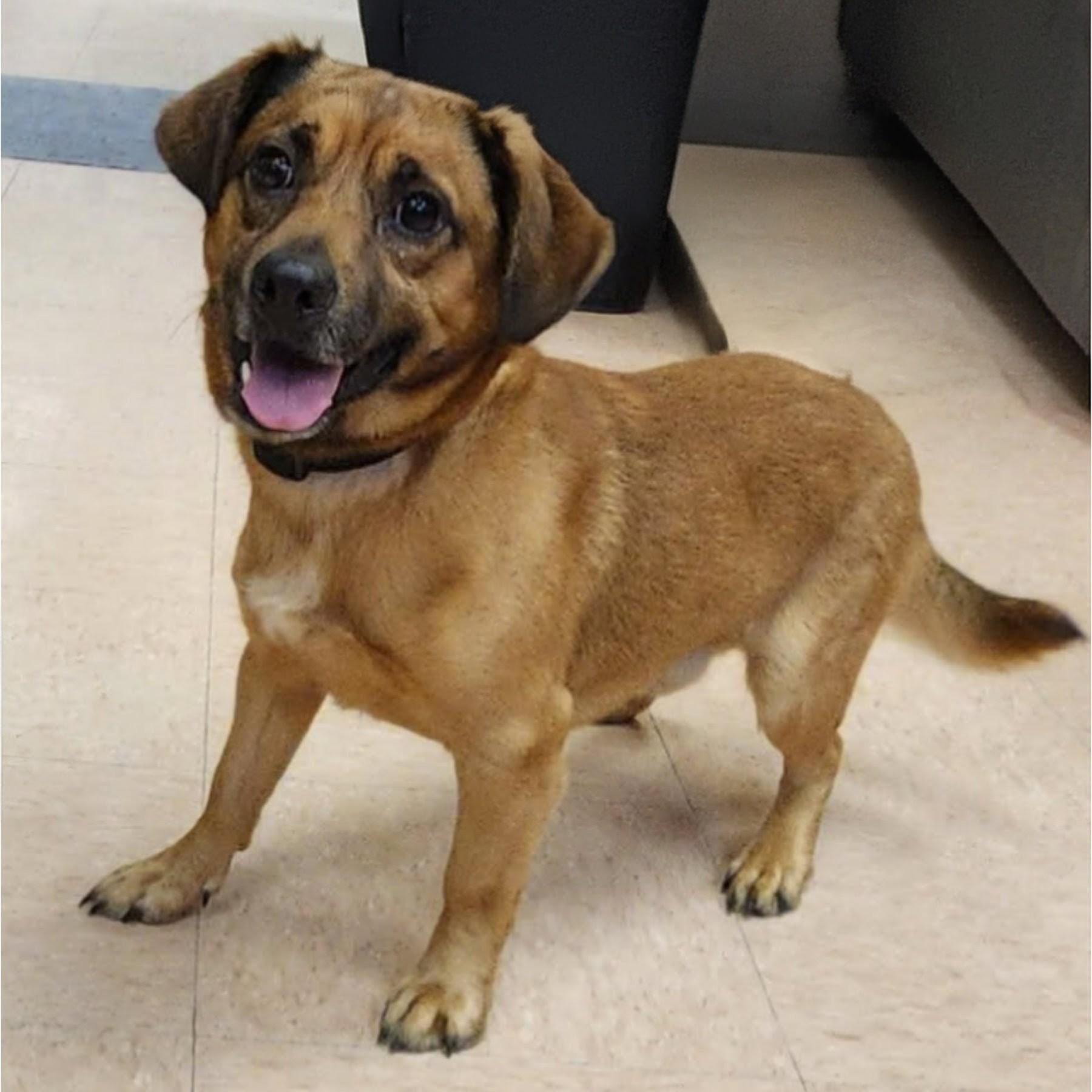 Enlarge ARLO, a Adoptable mixed breed in Rochester, NY image 6/6