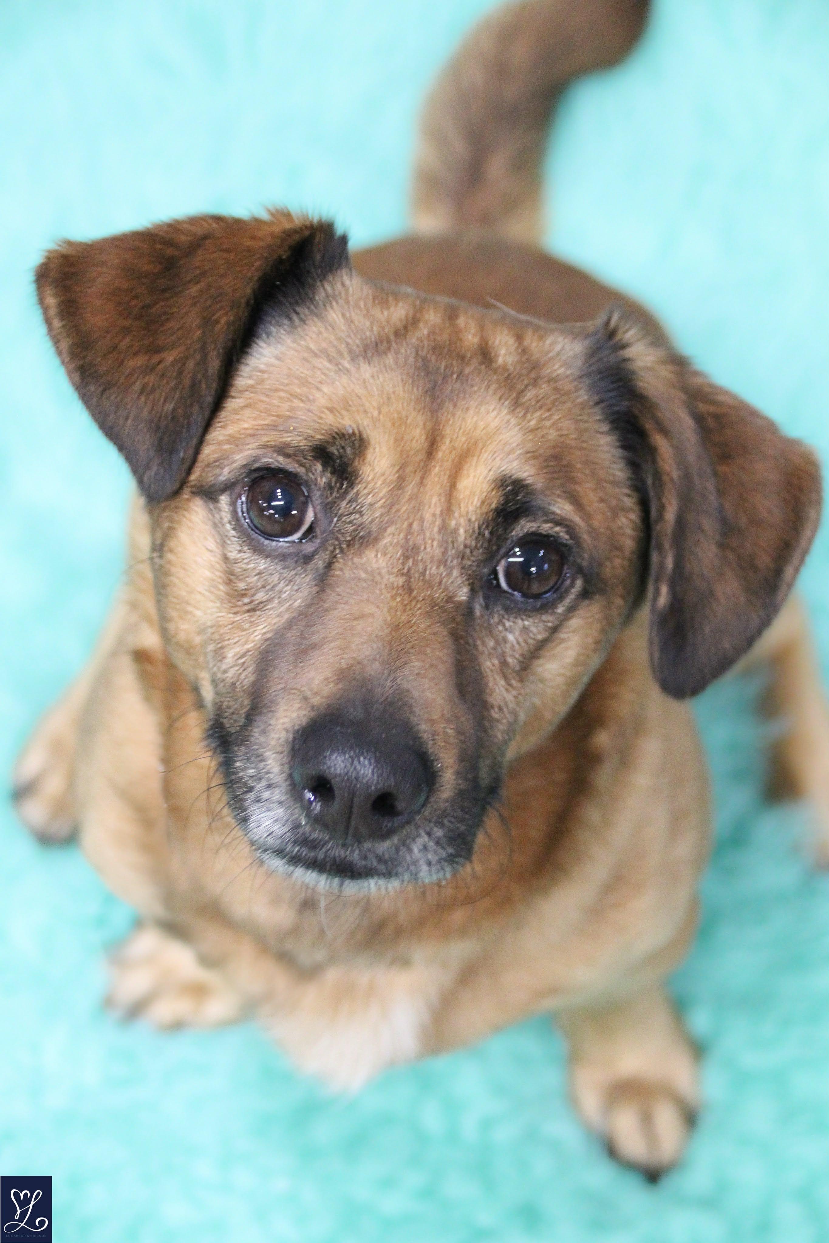 Enlarge ARLO, a Adoptable mixed breed in Rochester, NY image 5/6
