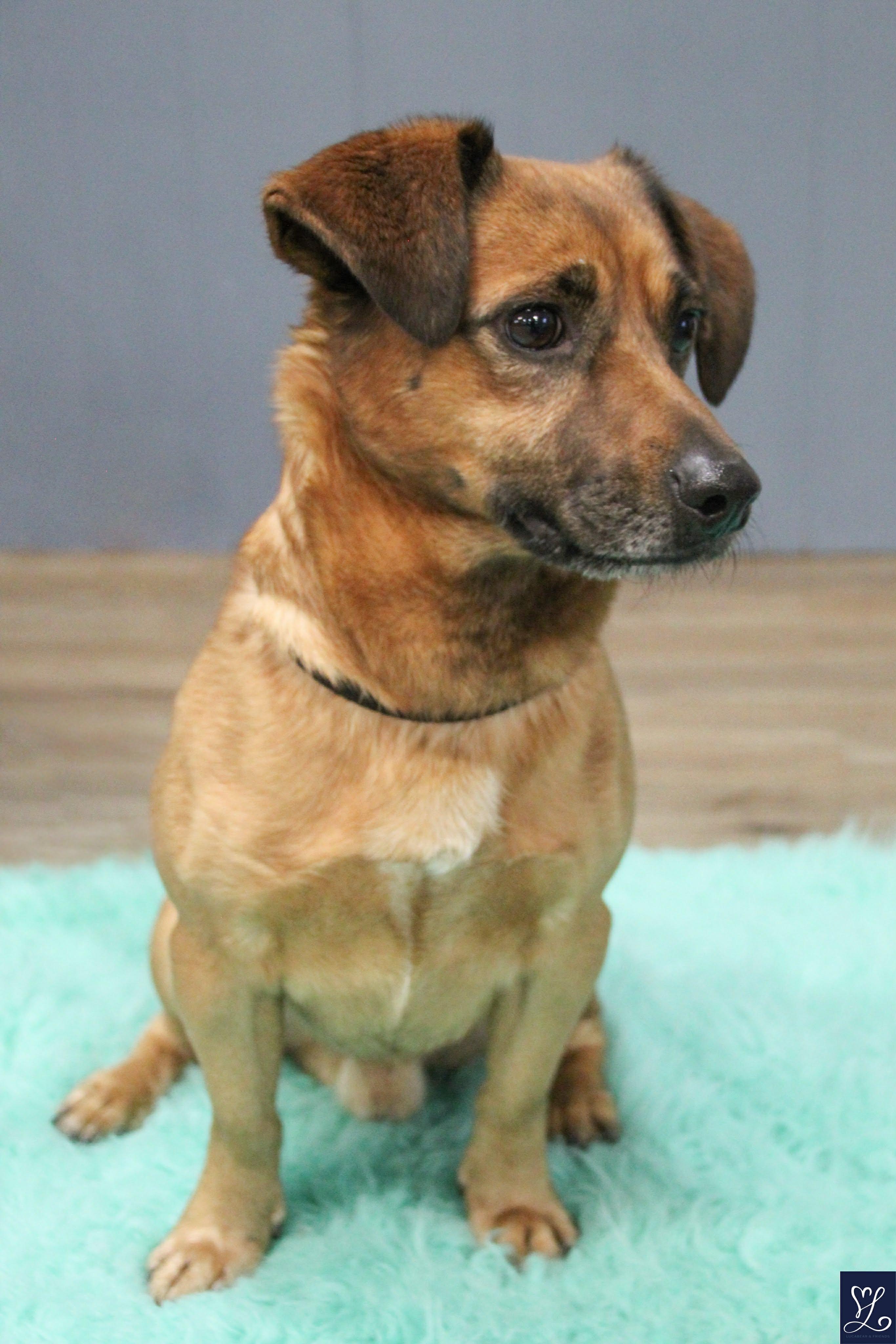 Enlarge ARLO, a Adoptable mixed breed in Rochester, NY image 4/6