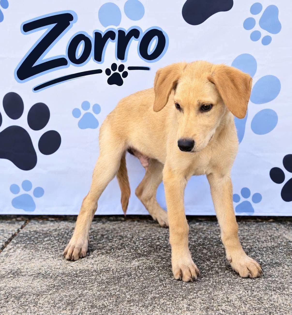 Enlarge Zorro, a Adopted mixed breed in Sunbright, TN image 1/1