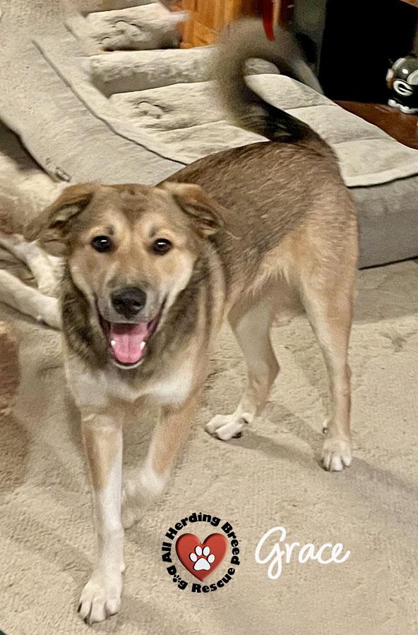 Grace, a Adoptable mixed breed in Joliet, IL image 1/4