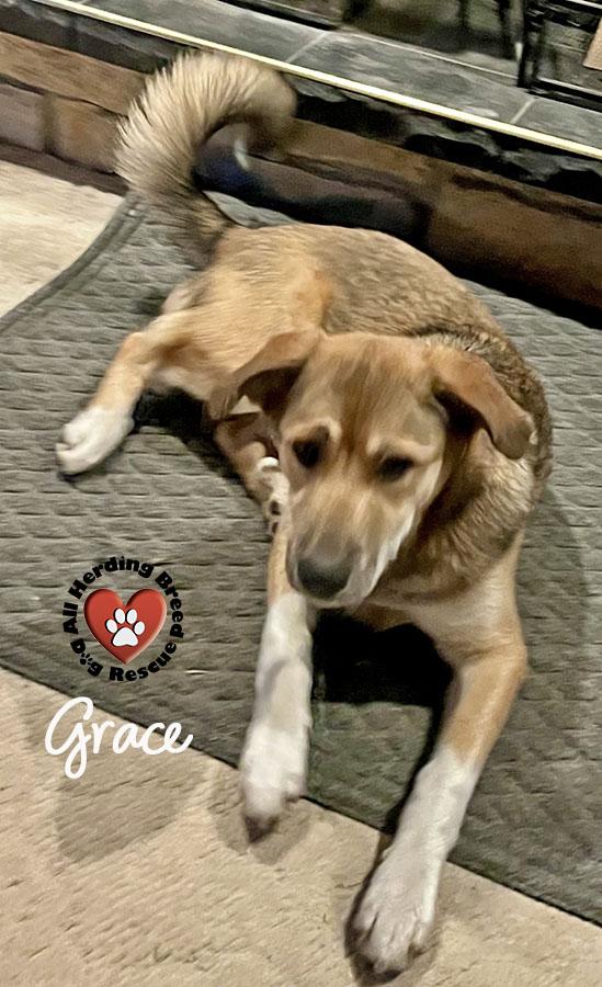 Grace, a Adoptable mixed breed in Joliet, IL image 2/4