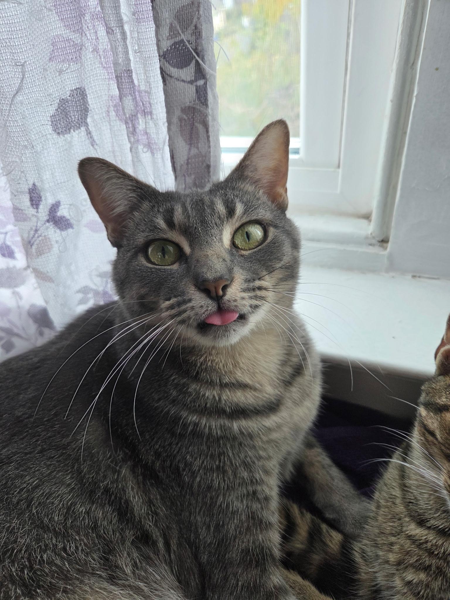 Poppy, a Adoptable Domestic Short Hair in Mullica Hill, NJ image 1/4