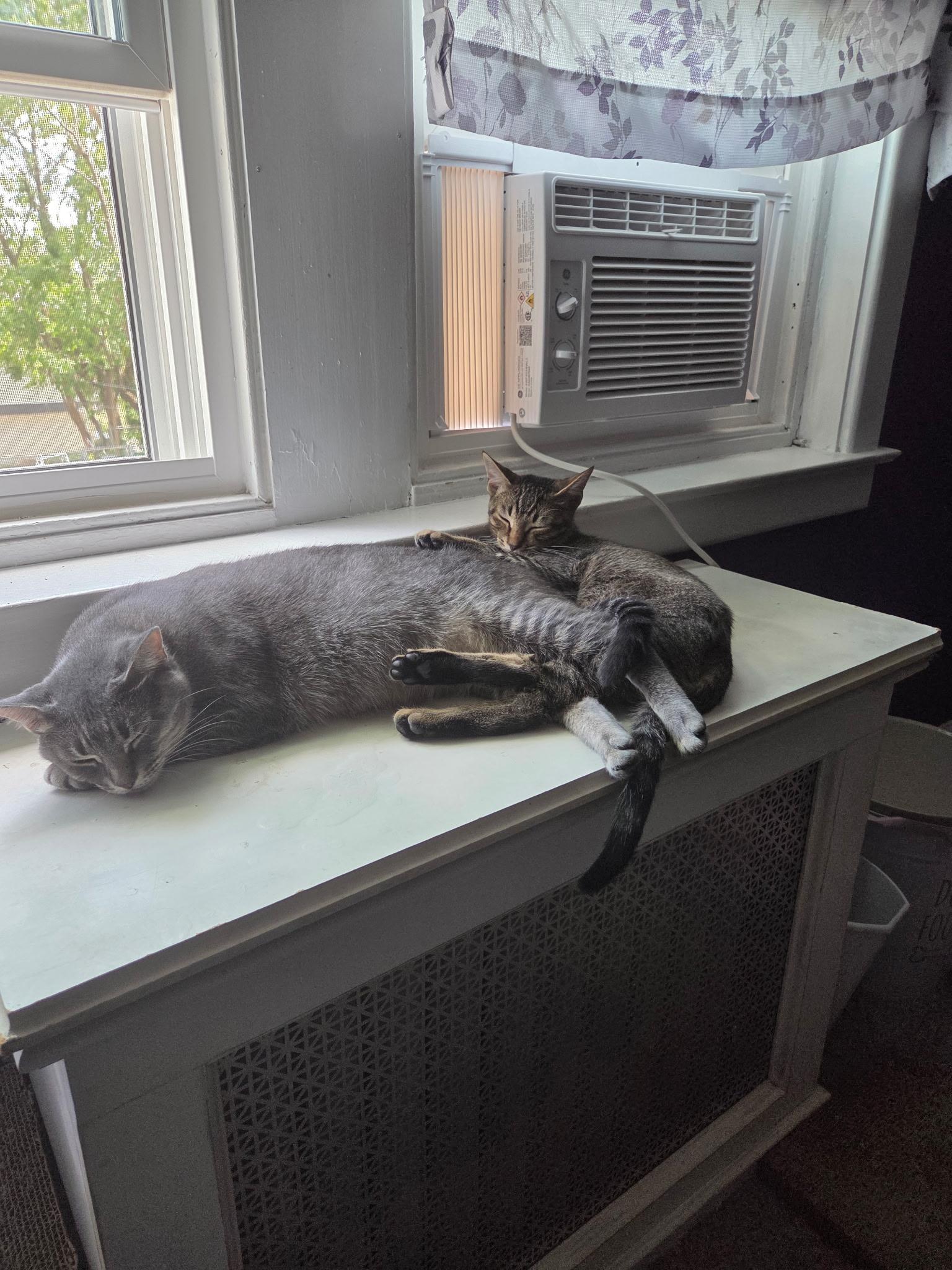 Poppy, a Adoptable Domestic Short Hair in Mullica Hill, NJ image 3/4