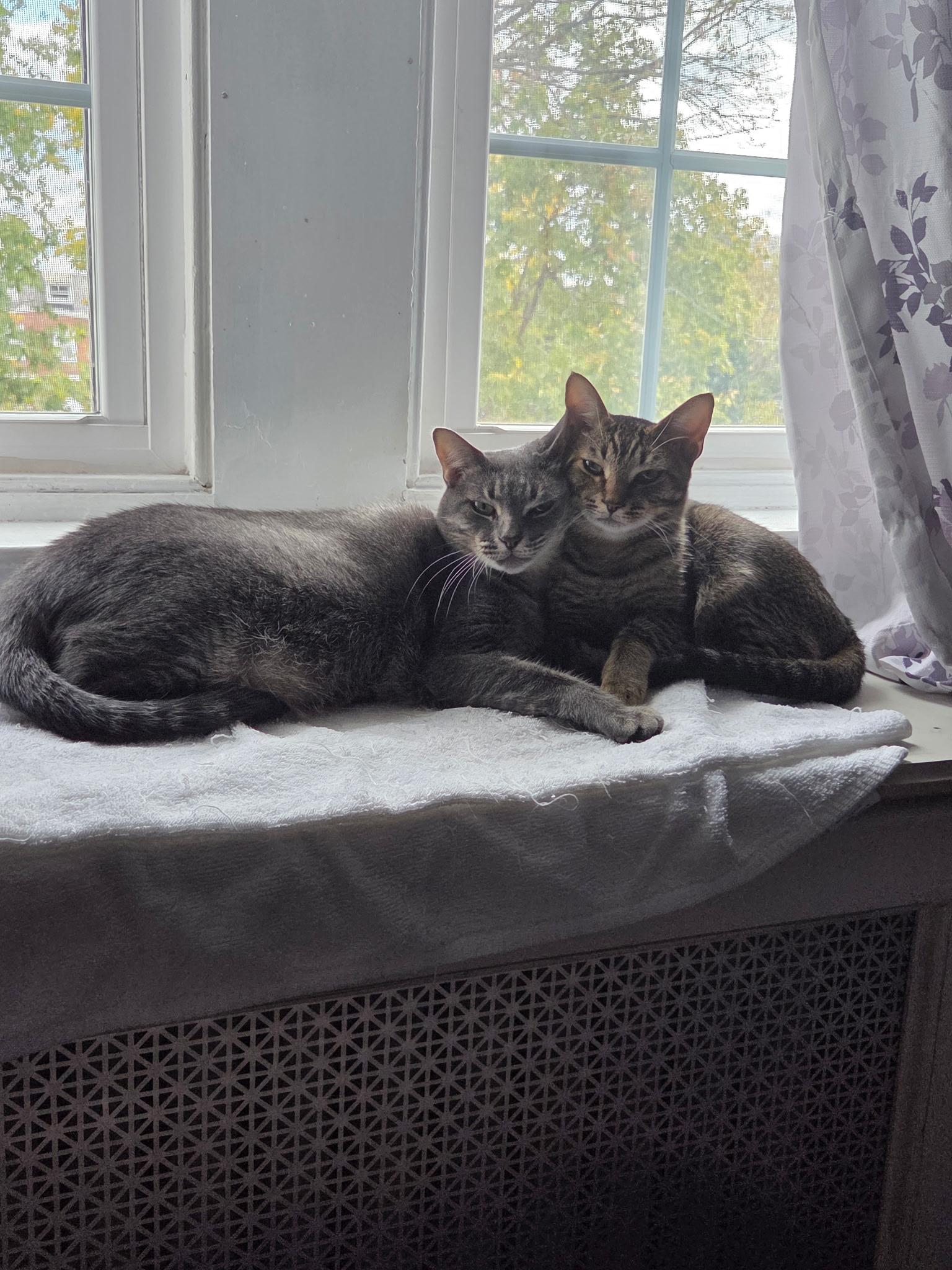 Poppy, a Adoptable Domestic Short Hair in Mullica Hill, NJ image 4/4