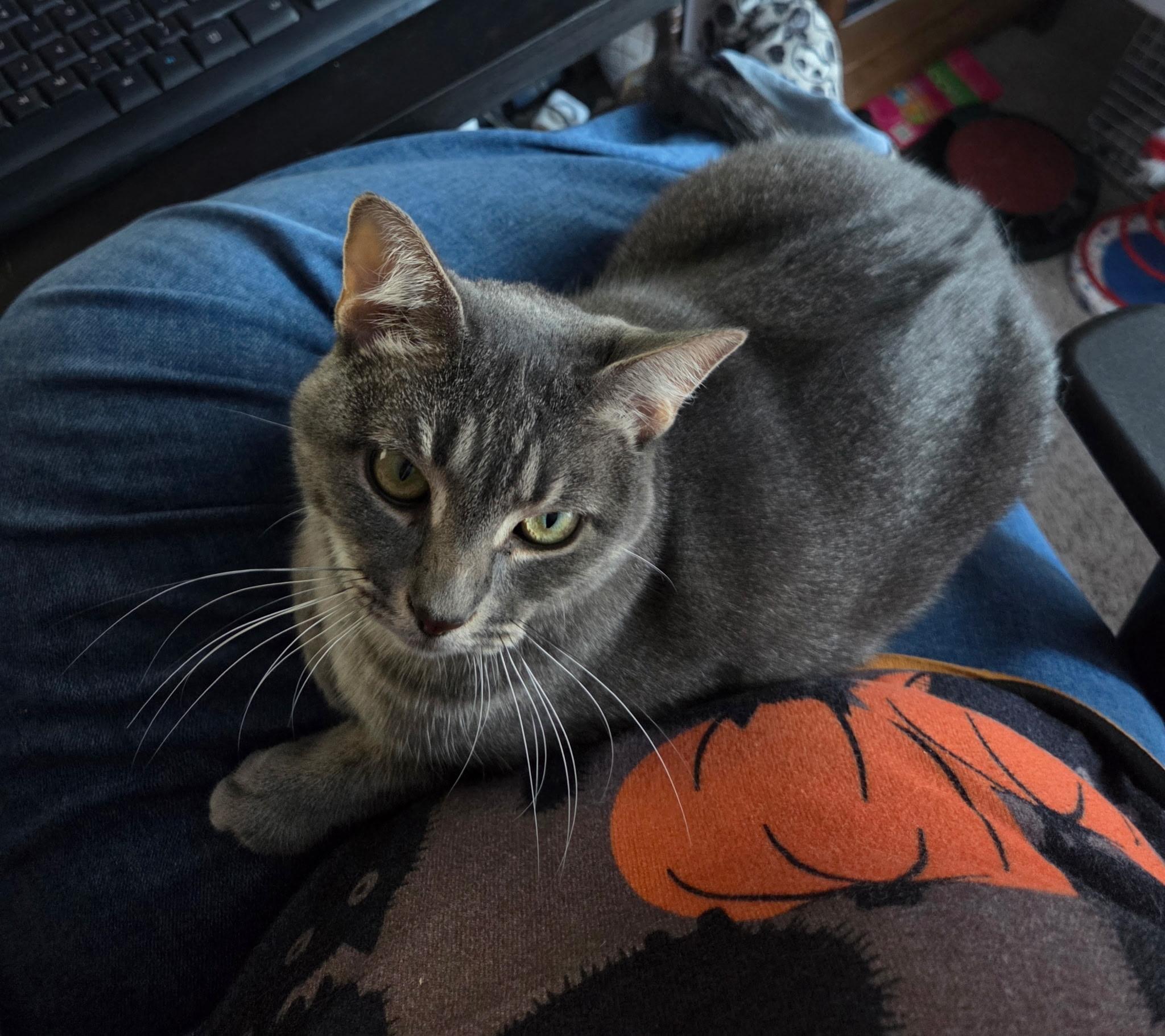 Poppy, a Adoptable Domestic Short Hair in Mullica Hill, NJ image 2/4