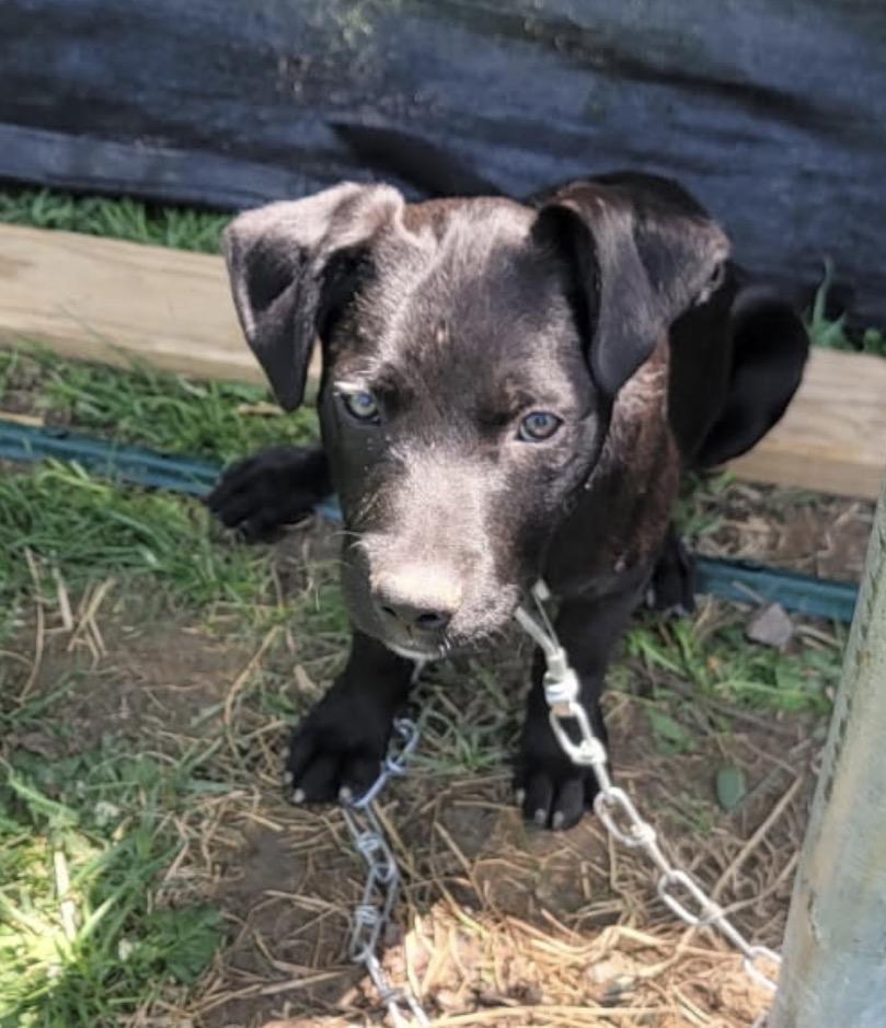 Enlarge Dumpling, a ADOPTABLE Mixed Breed in Maineville, OH image 3/3