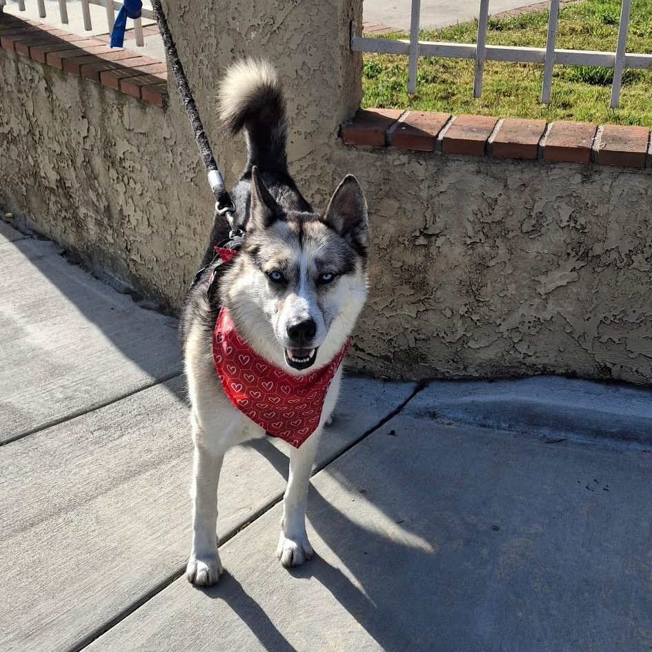 Enlarge Felix, a ADOPTABLE mixed breed in Thousand Oaks, CA image 2/6