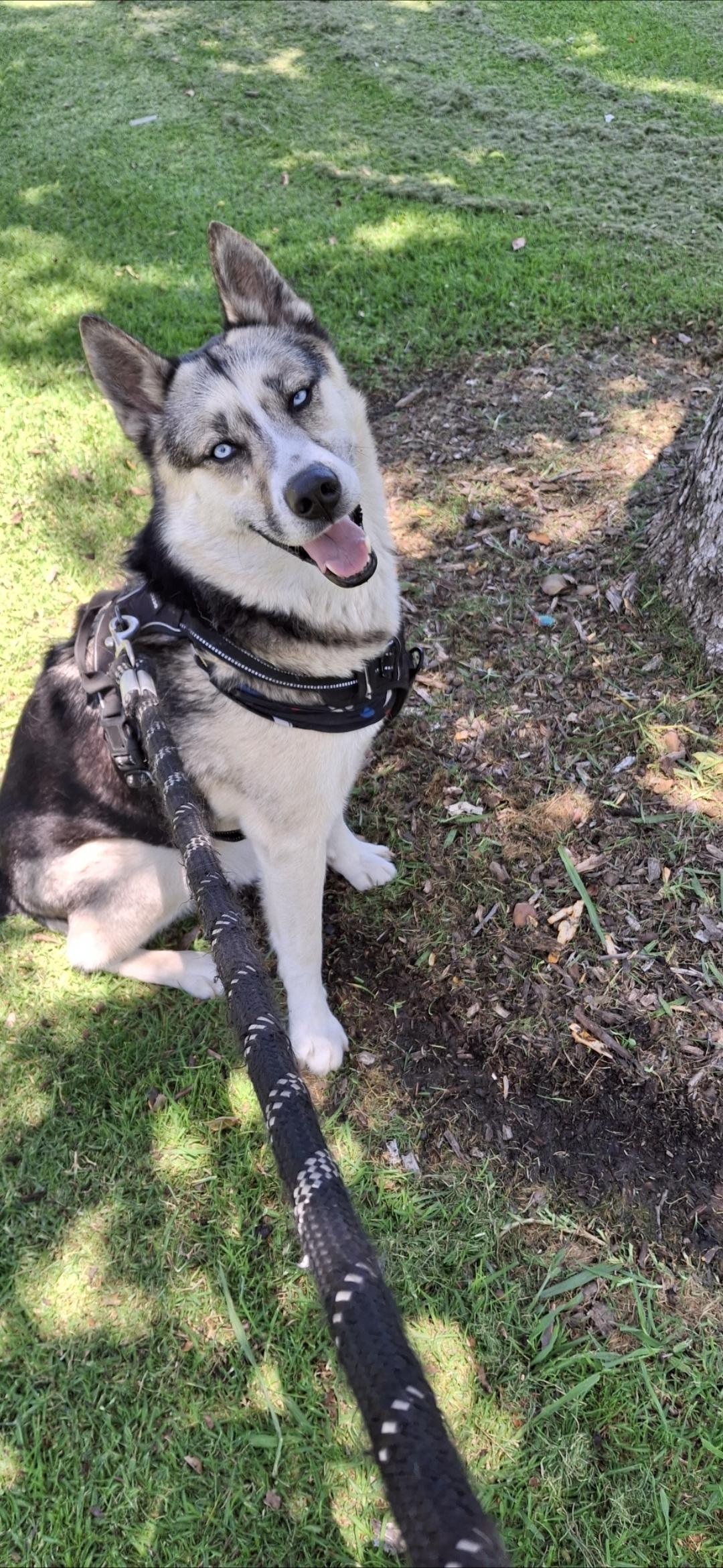 Enlarge Felix, a ADOPTABLE mixed breed in Thousand Oaks, CA image 6/6