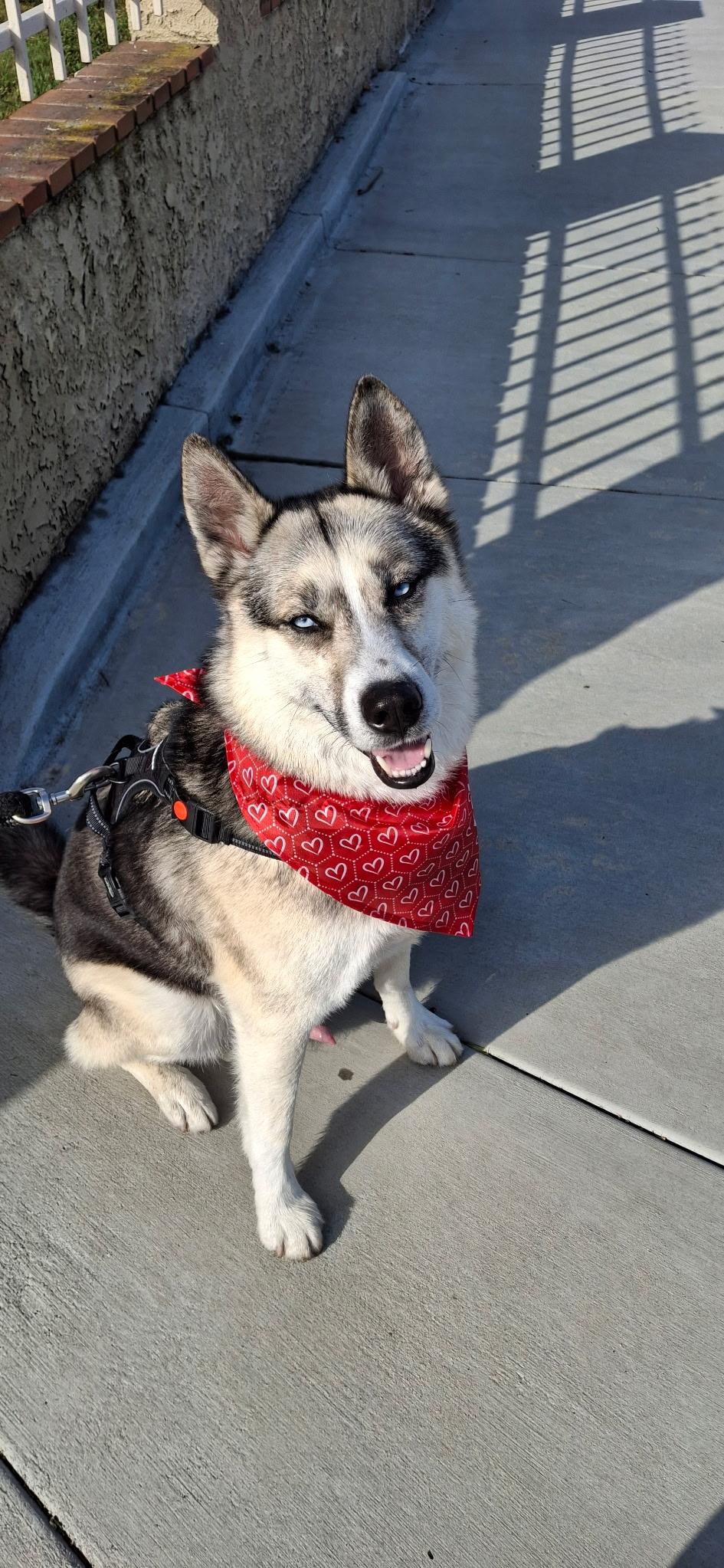 Enlarge Felix, a ADOPTABLE mixed breed in Thousand Oaks, CA image 3/6