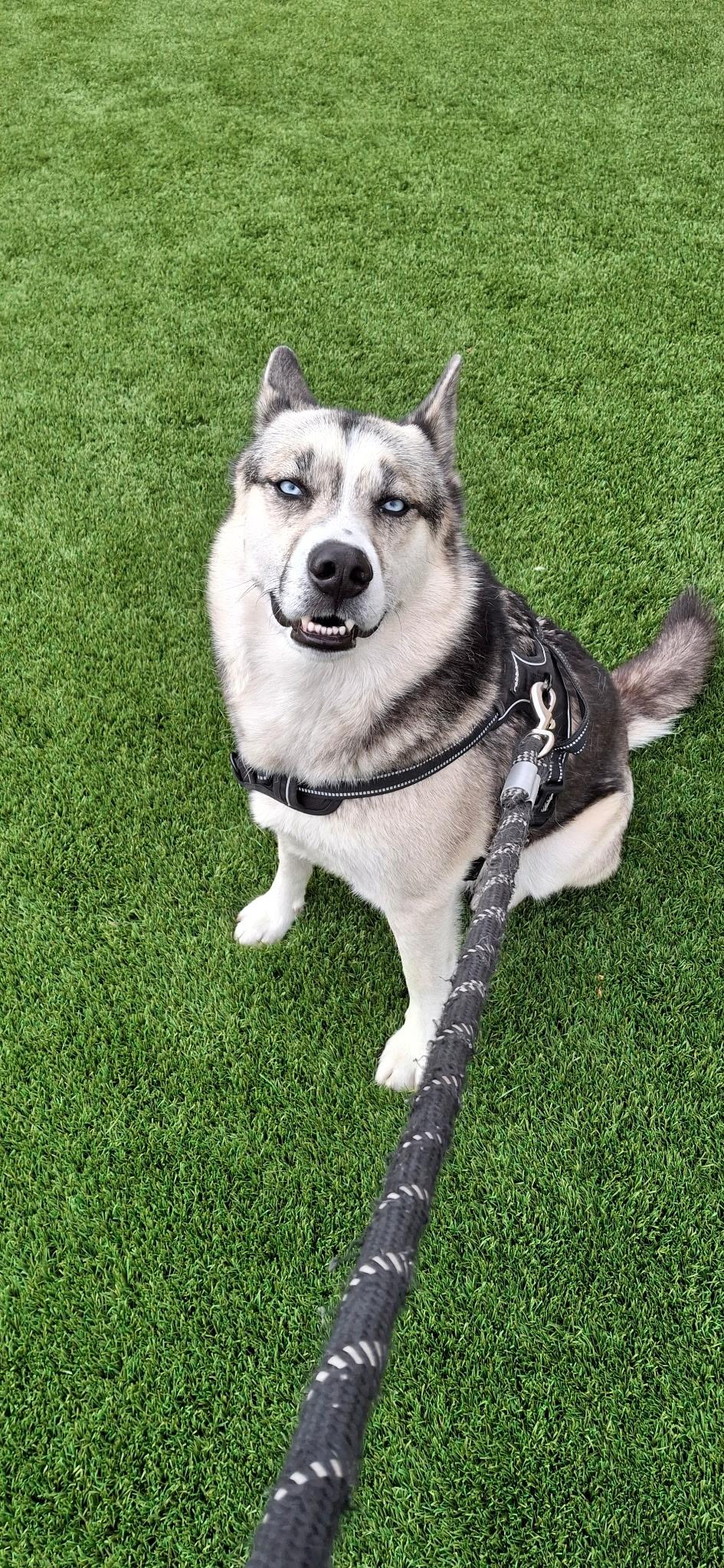 Enlarge Felix, a ADOPTABLE mixed breed in Thousand Oaks, CA image 4/6