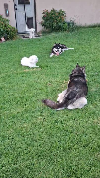 Enlarge Felix, a ADOPTABLE mixed breed in Thousand Oaks, CA video 5/6