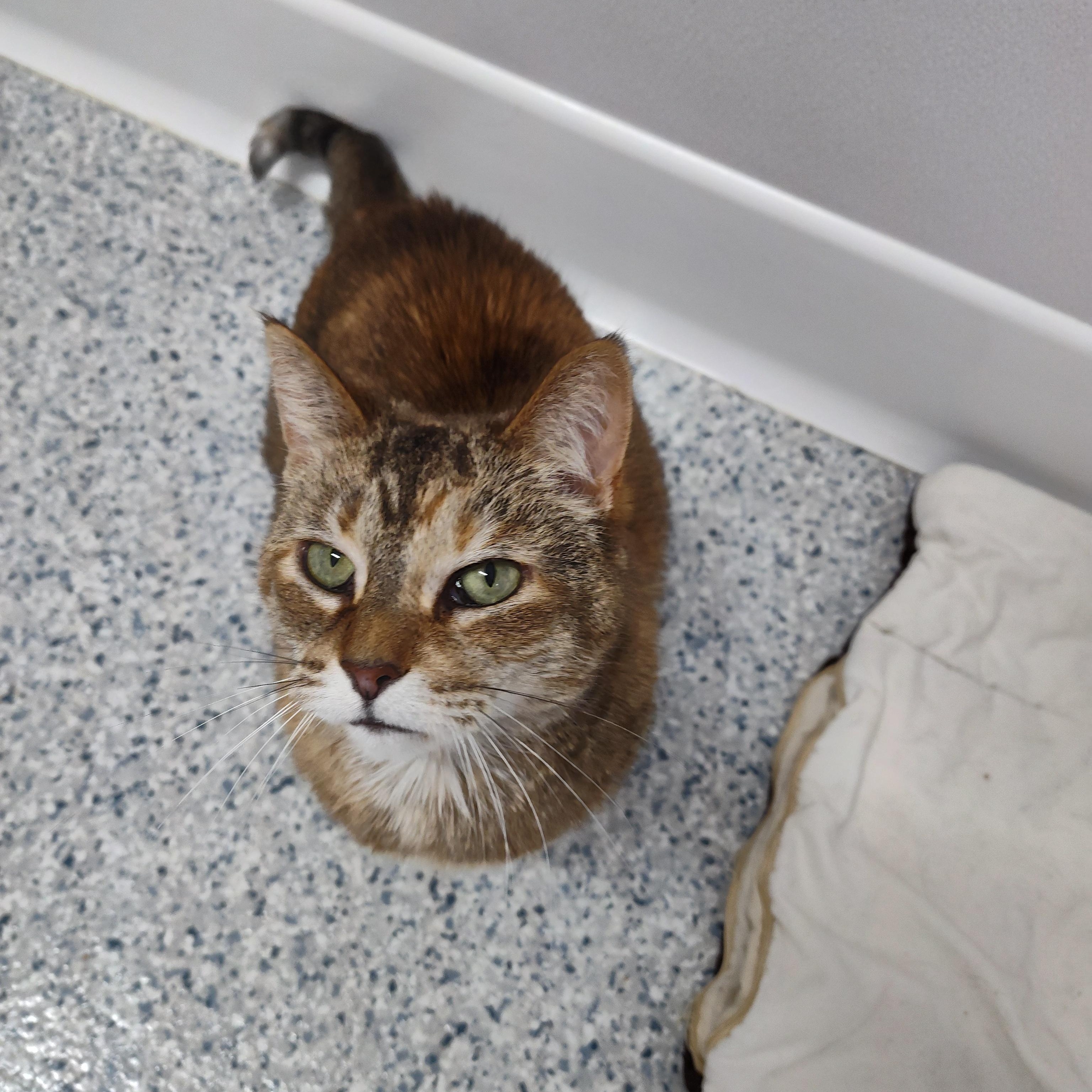 Brie, Adoptable, Senior Female Domestic Short Hair.