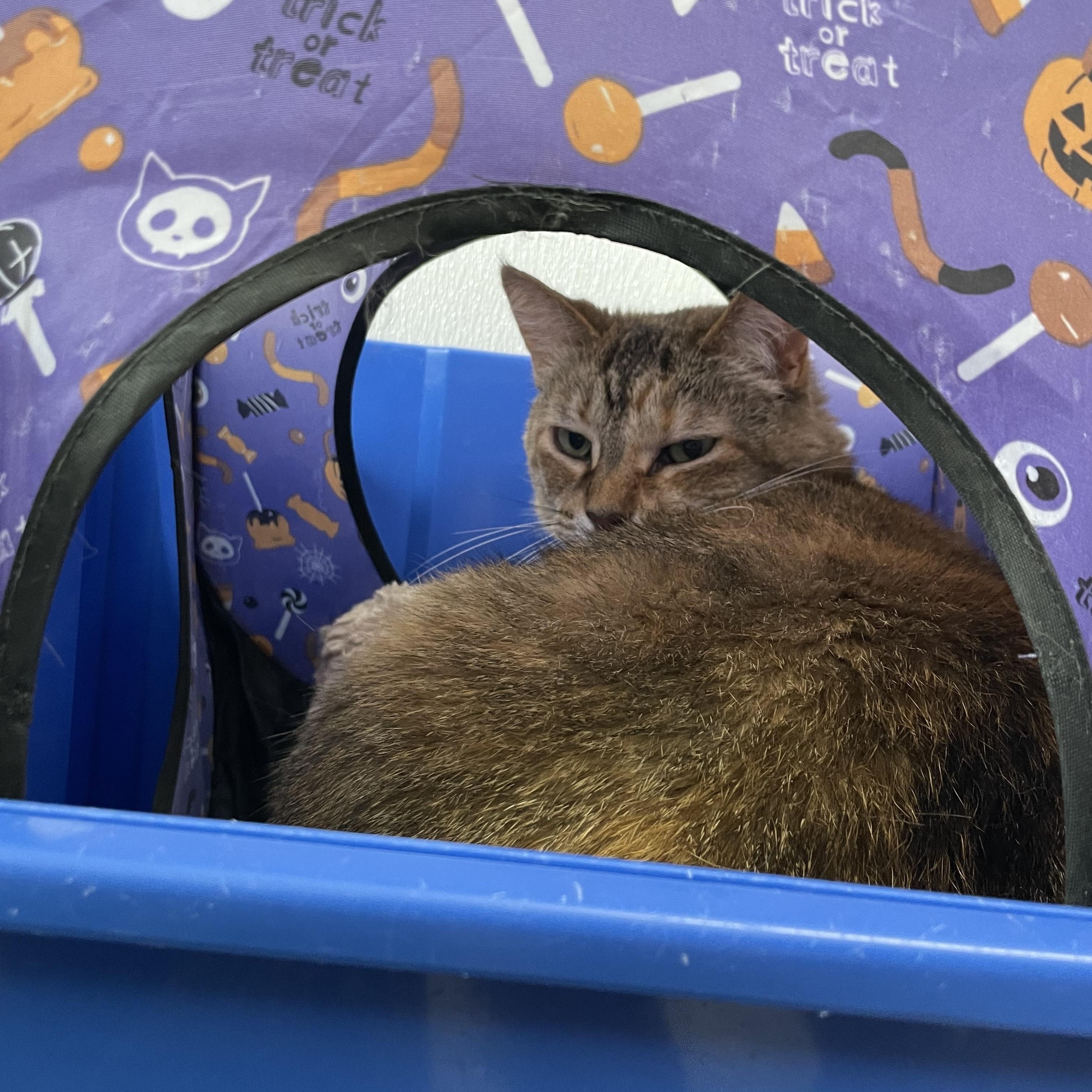 Enlarge Brie, a Adoptable Domestic Short Hair in Stockbridge, MI image 2/3