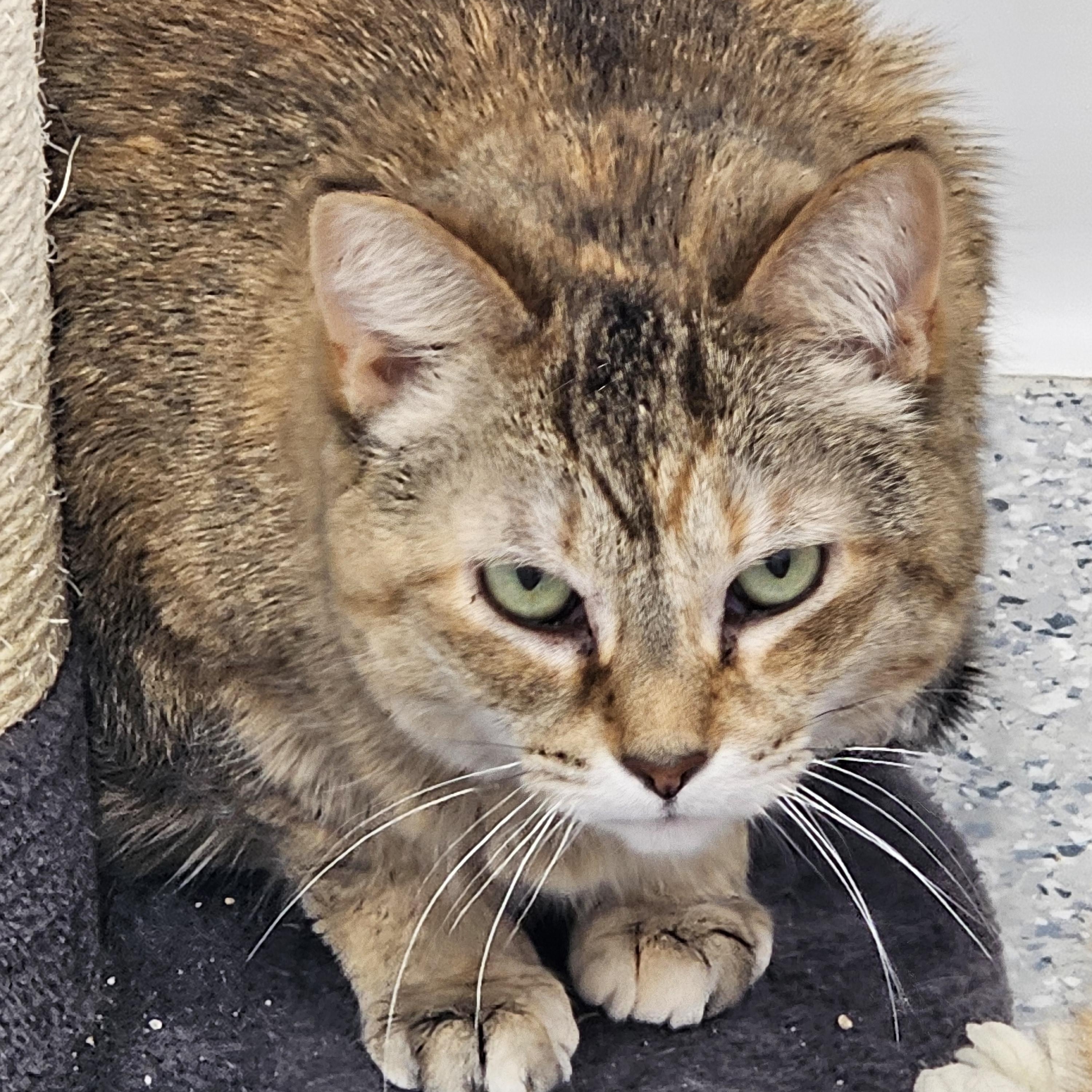 Enlarge Brie, a Adoptable Domestic Short Hair in Stockbridge, MI image 1/3