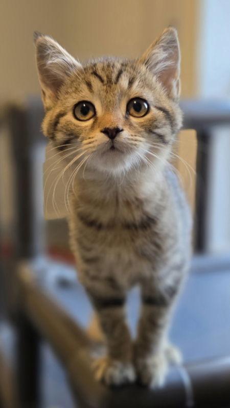 Richard, a Adoptable Domestic Short Hair in Woodsfield, OH image 1/3