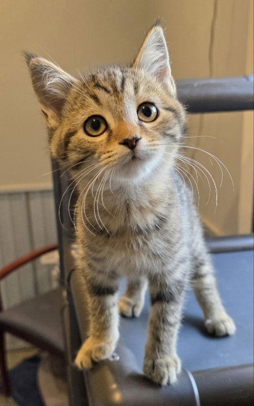 Richard, a Adoptable Domestic Short Hair in Woodsfield, OH image 3/3