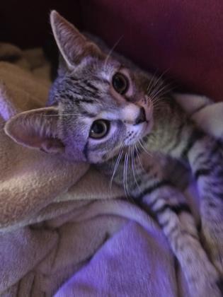 Enlarge Goose, a Adoptable Domestic Short Hair in Knoxville, TN image 1/2