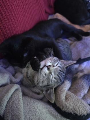 Goose, Adoptable, Kitten Female Domestic Short Hair & Domestic Short Hair.