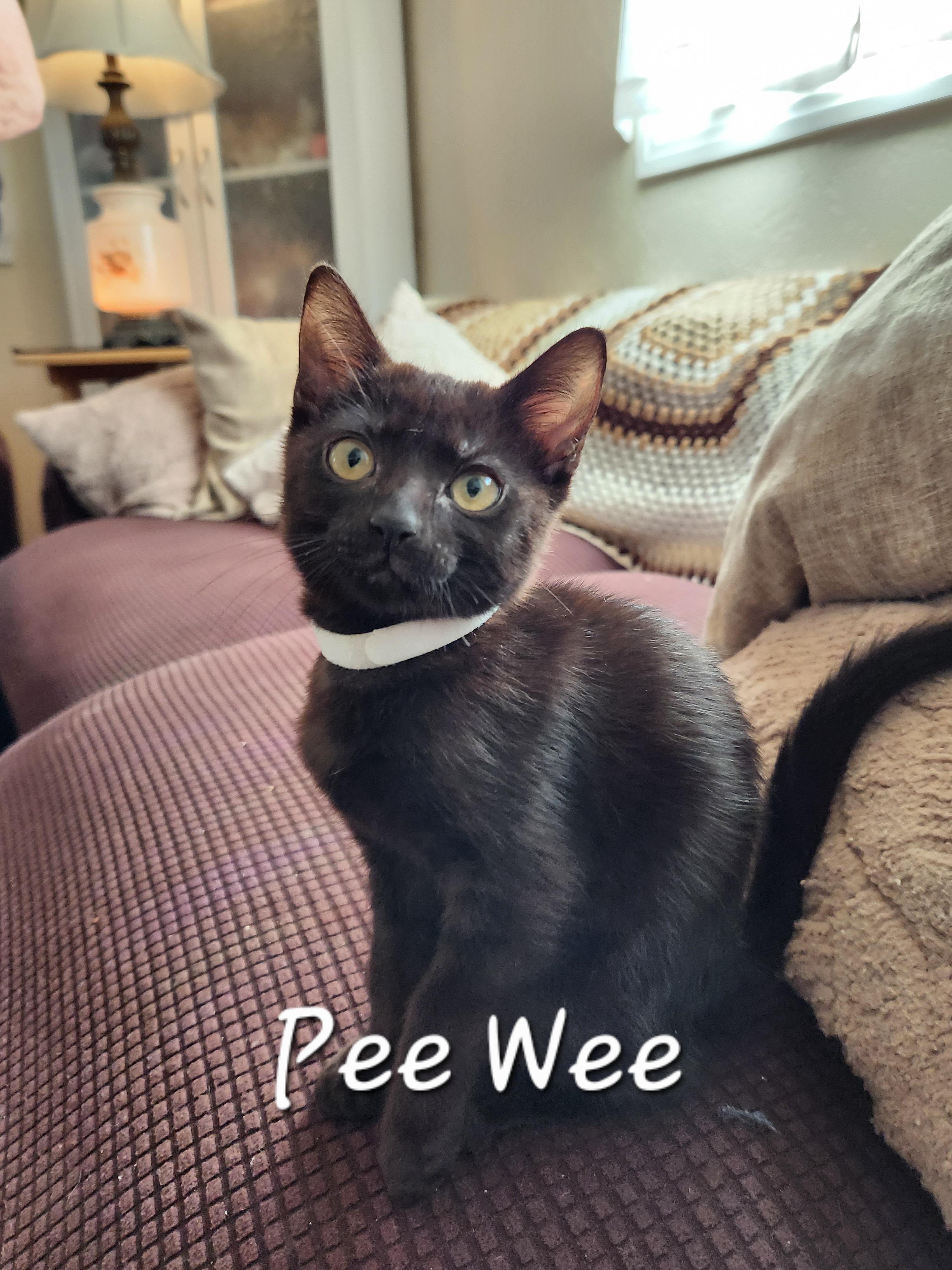 Pee Wee, ADOPTABLE, Kitten Female Domestic Short Hair.