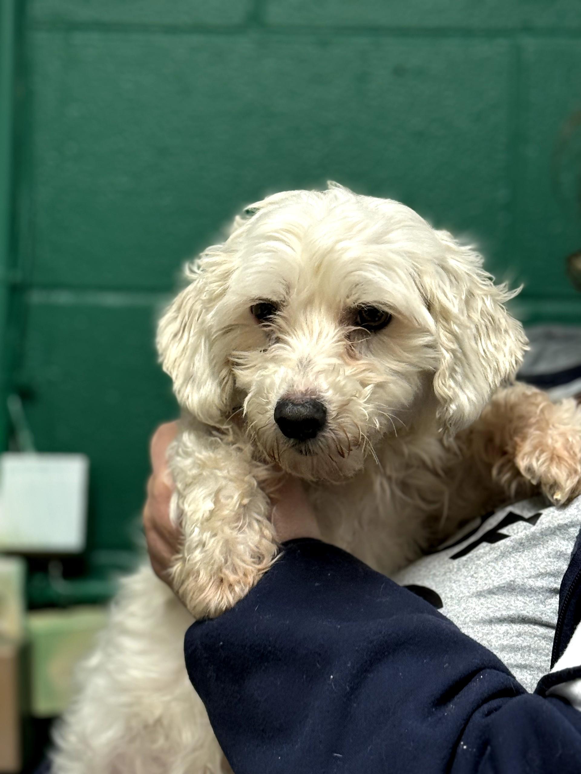 Audrey, ADOPTABLE, Adult Female Maltese & Poodle.