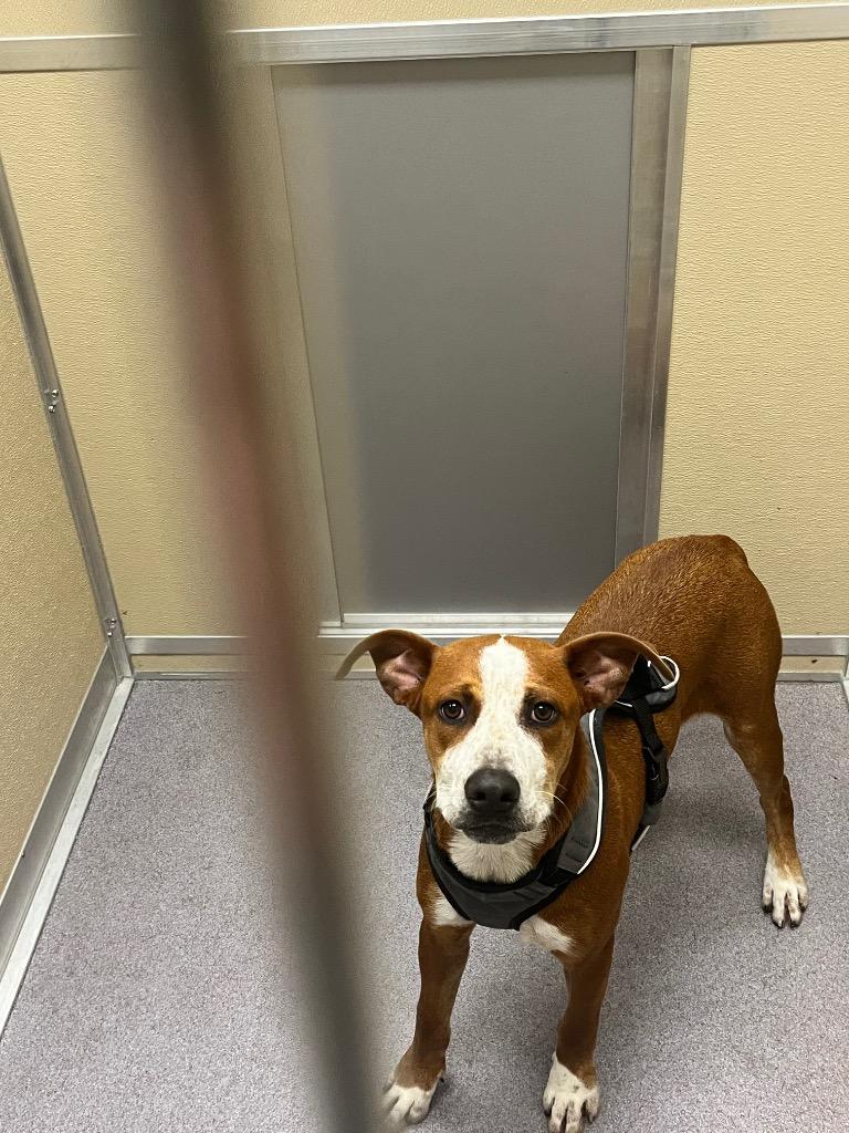 Enlarge Johnny, a Adoptable mixed breed in Benton, AR image 1/1