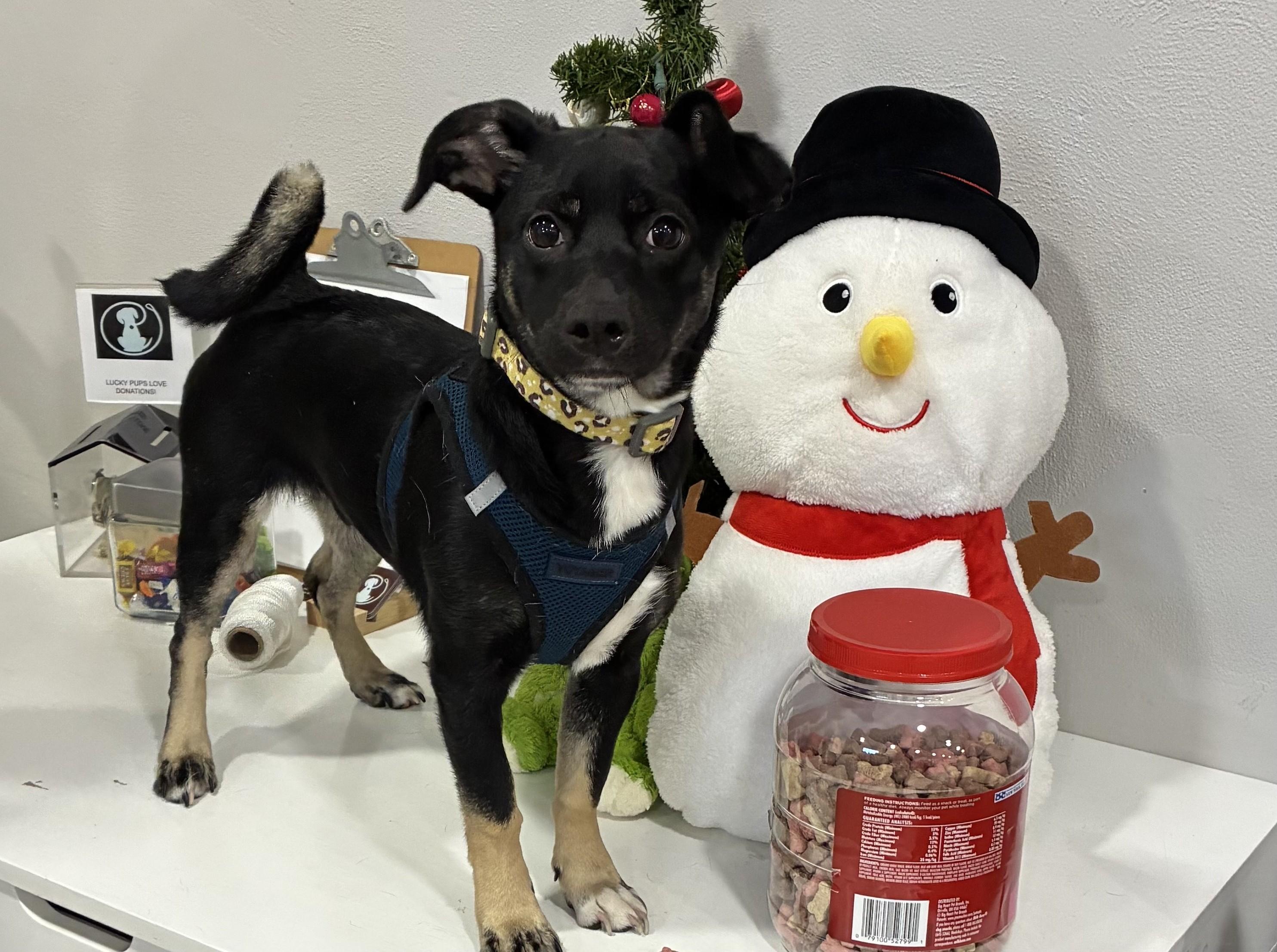 Sammie, ADOPTABLE, Puppy Male Chihuahua & Australian Kelpie.