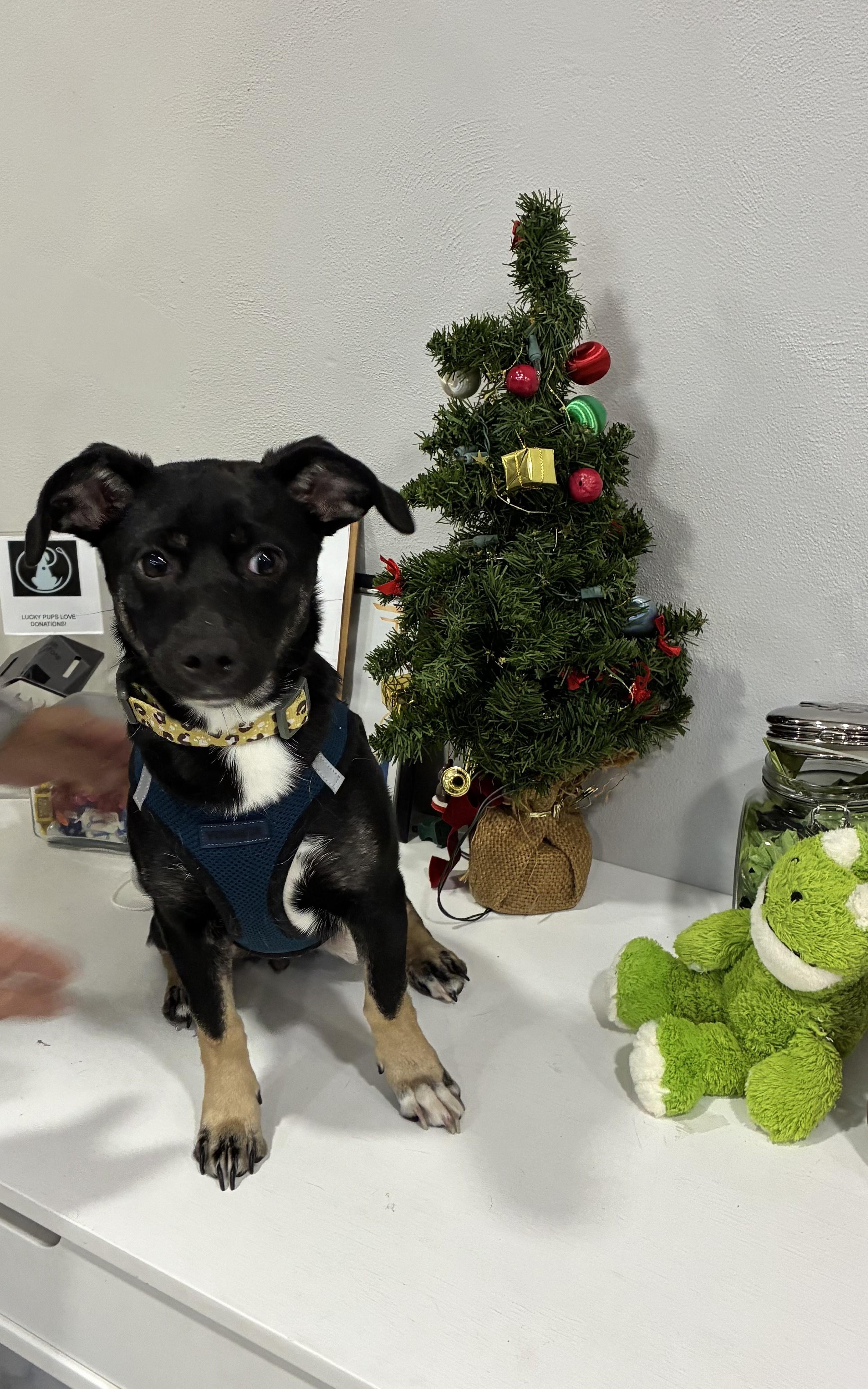 Enlarge Sammie, an adopted mixed breed in Abington, PA image 2/4