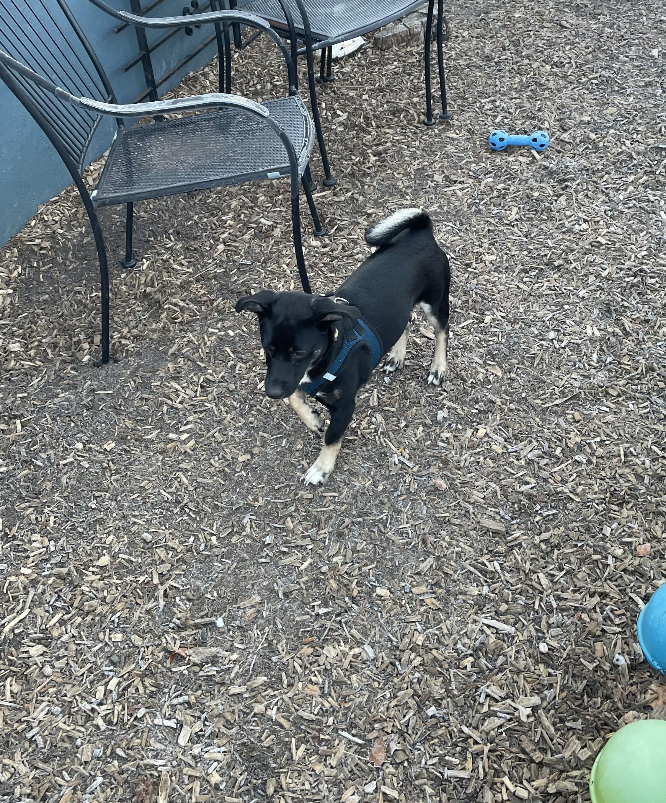 Enlarge Sammie, an adopted mixed breed in Abington, PA image 3/4