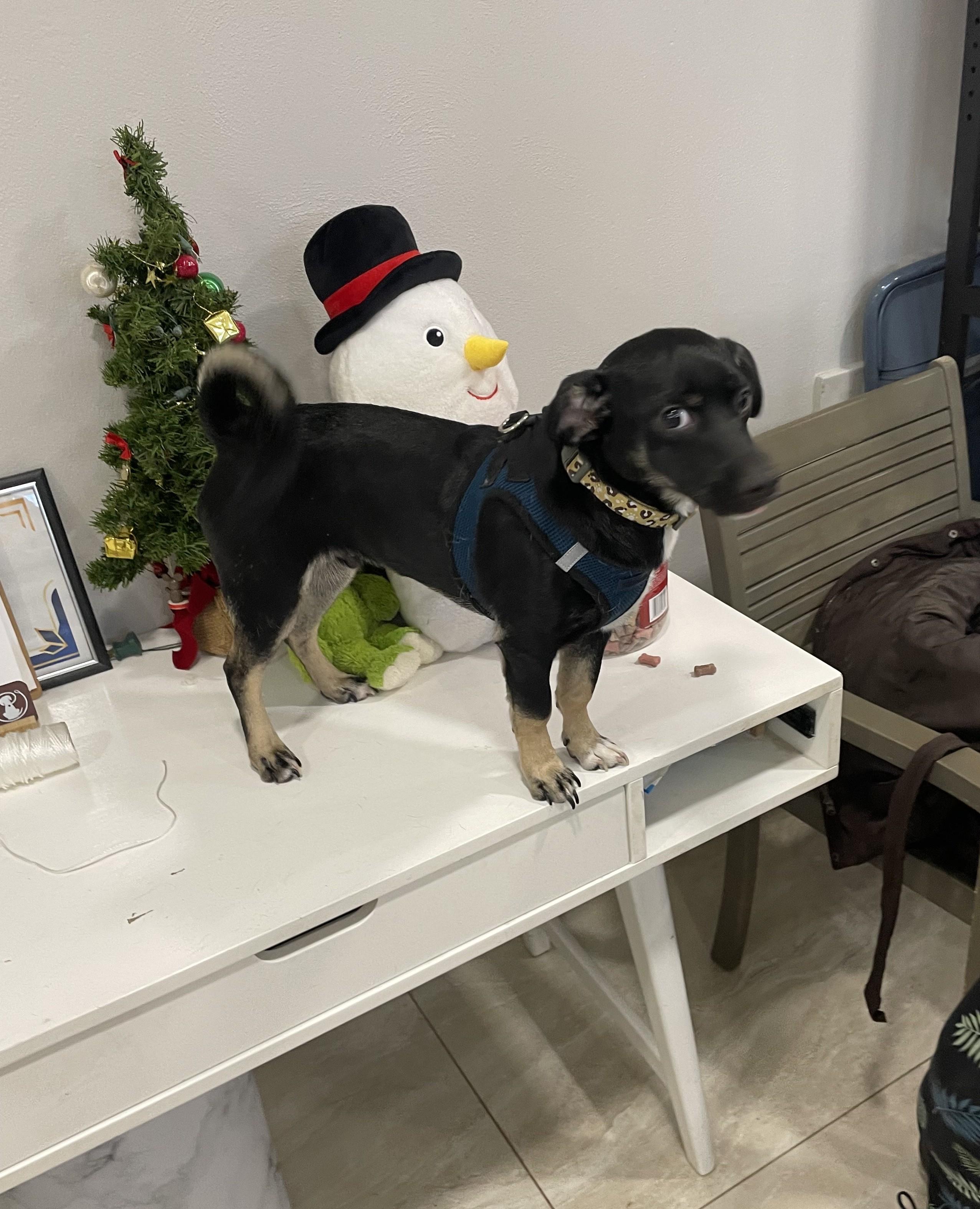 Enlarge Sammie, an adopted mixed breed in Abington, PA image 4/4