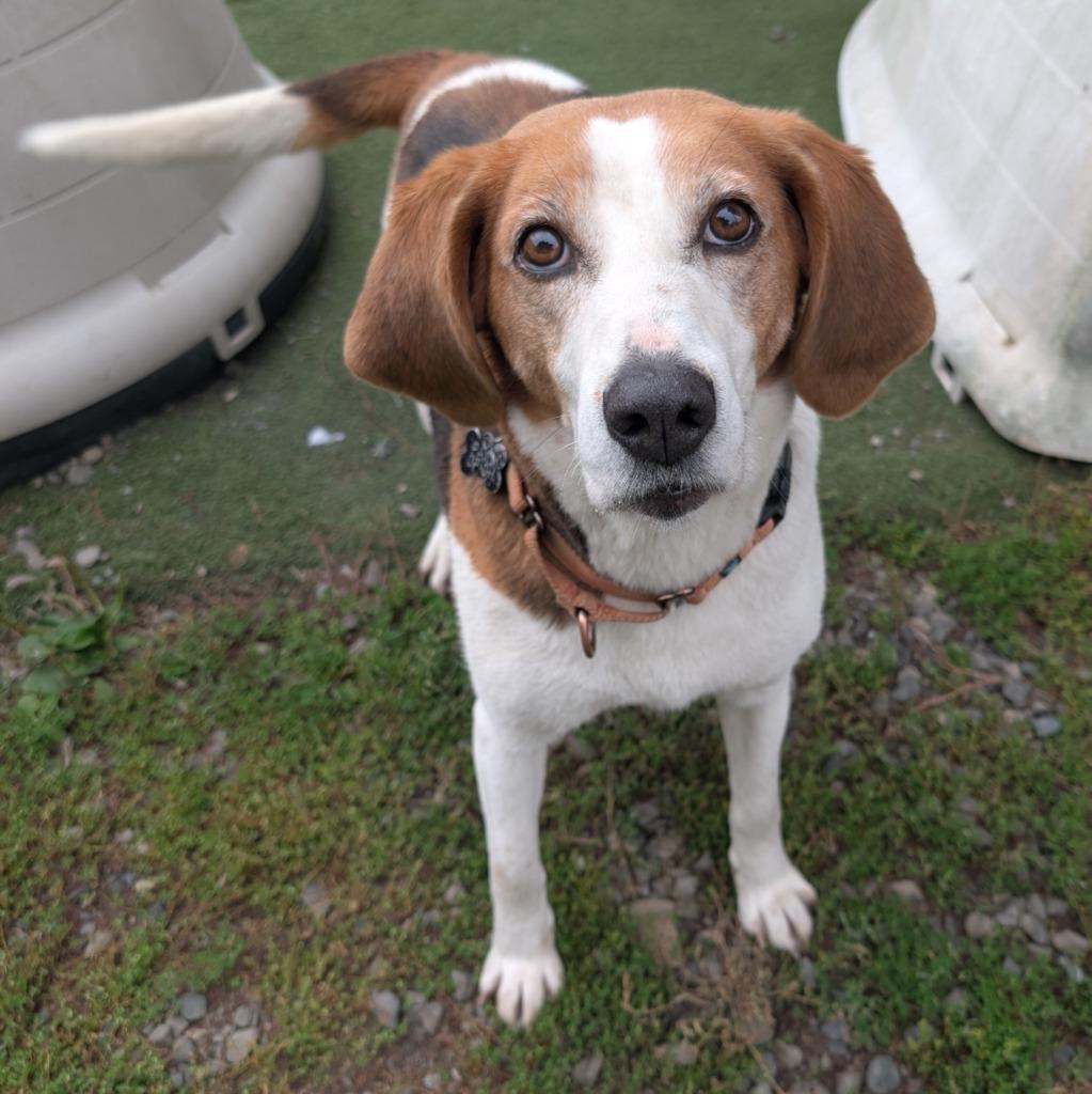 Enlarge Maggie, a Adoptable Coonhound in Aberdeen, WA image 1/6