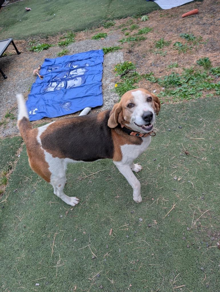 Enlarge Maggie, a Adoptable Coonhound in Aberdeen, WA image 2/6